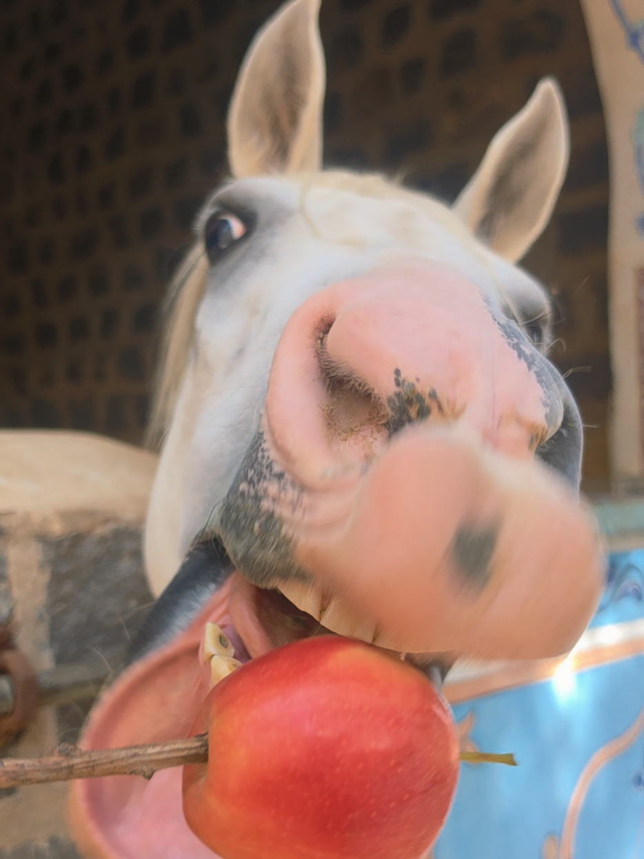@funny:)animalsbytwins