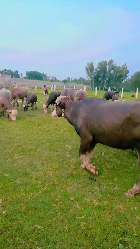 @arshad ali
