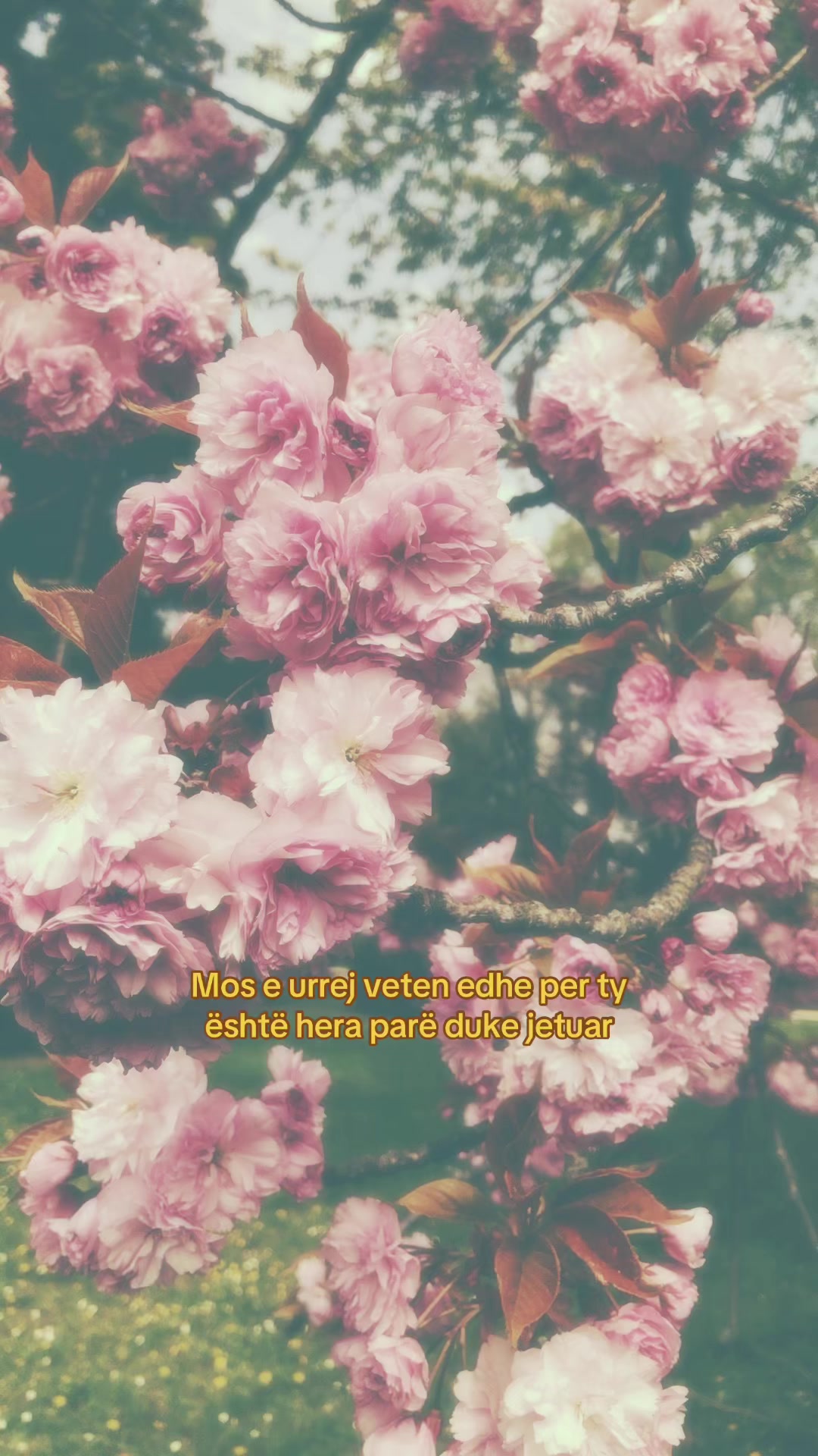 @Harpedit