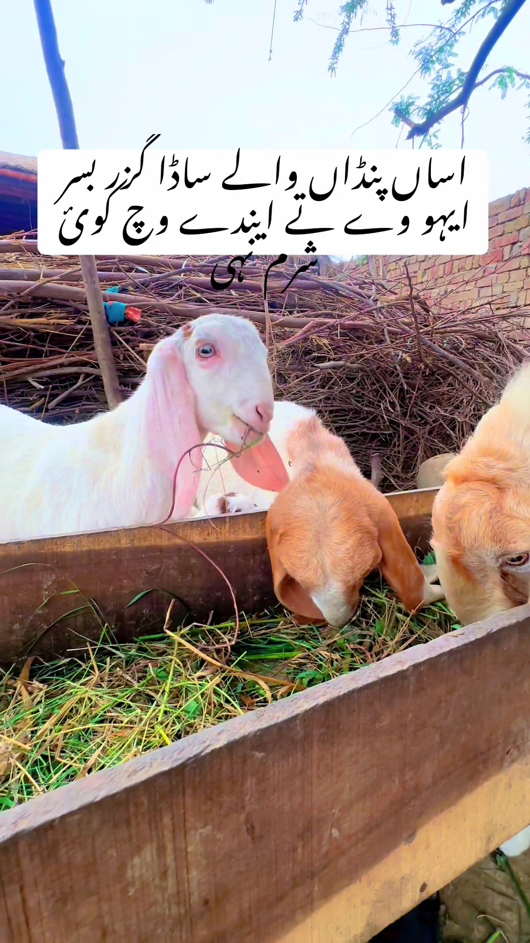 @emranbaloch6500