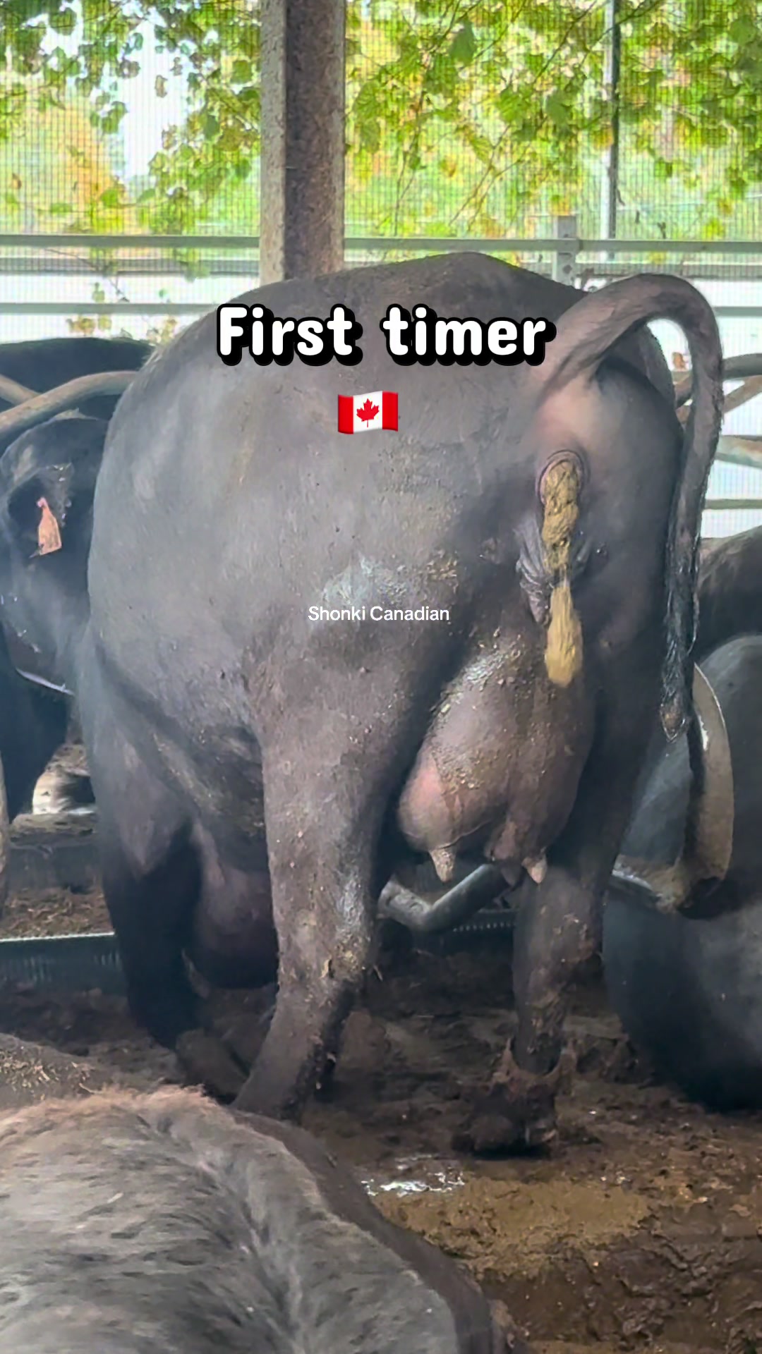 @shonki Canadian