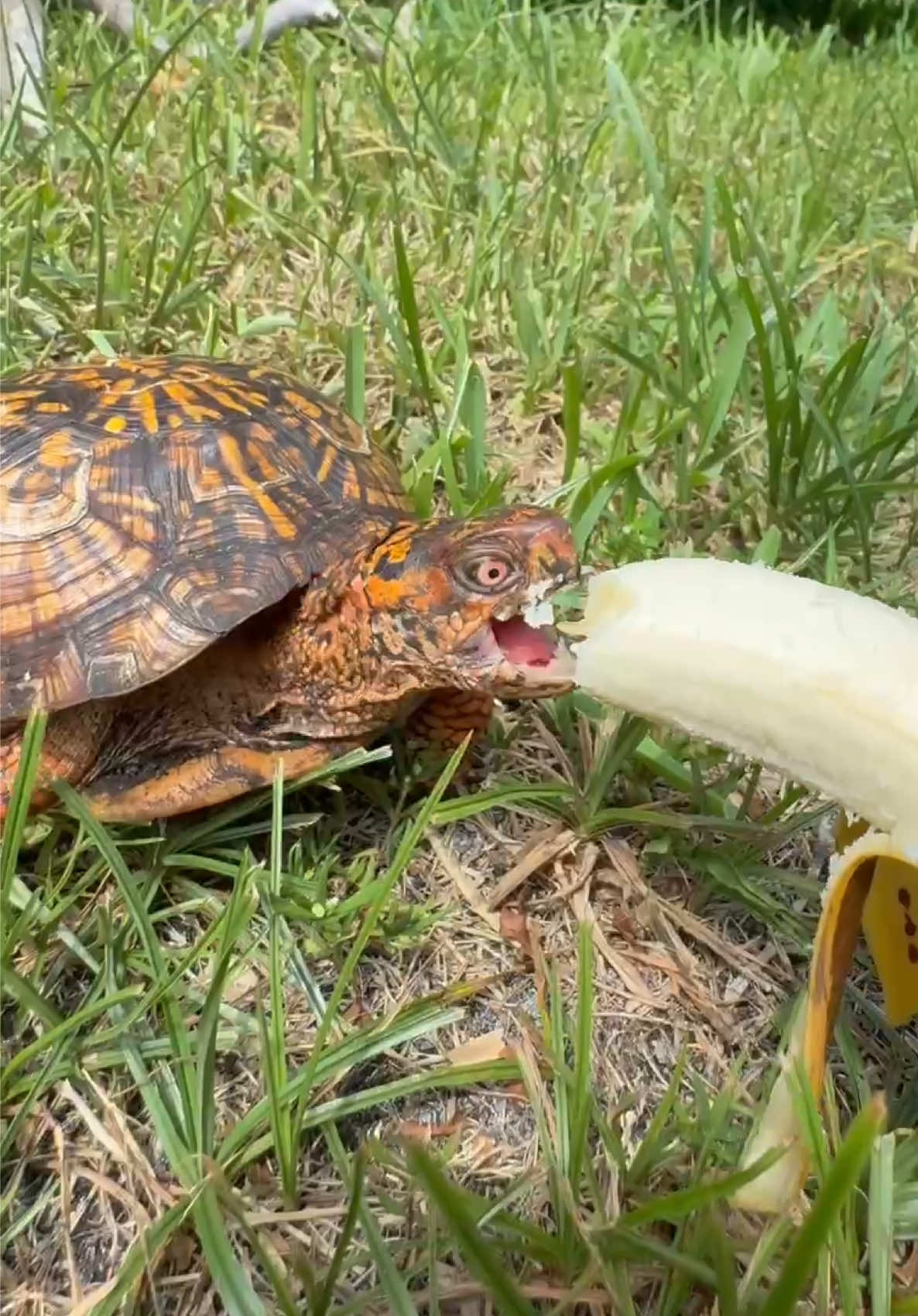 @Tommys_reptiles