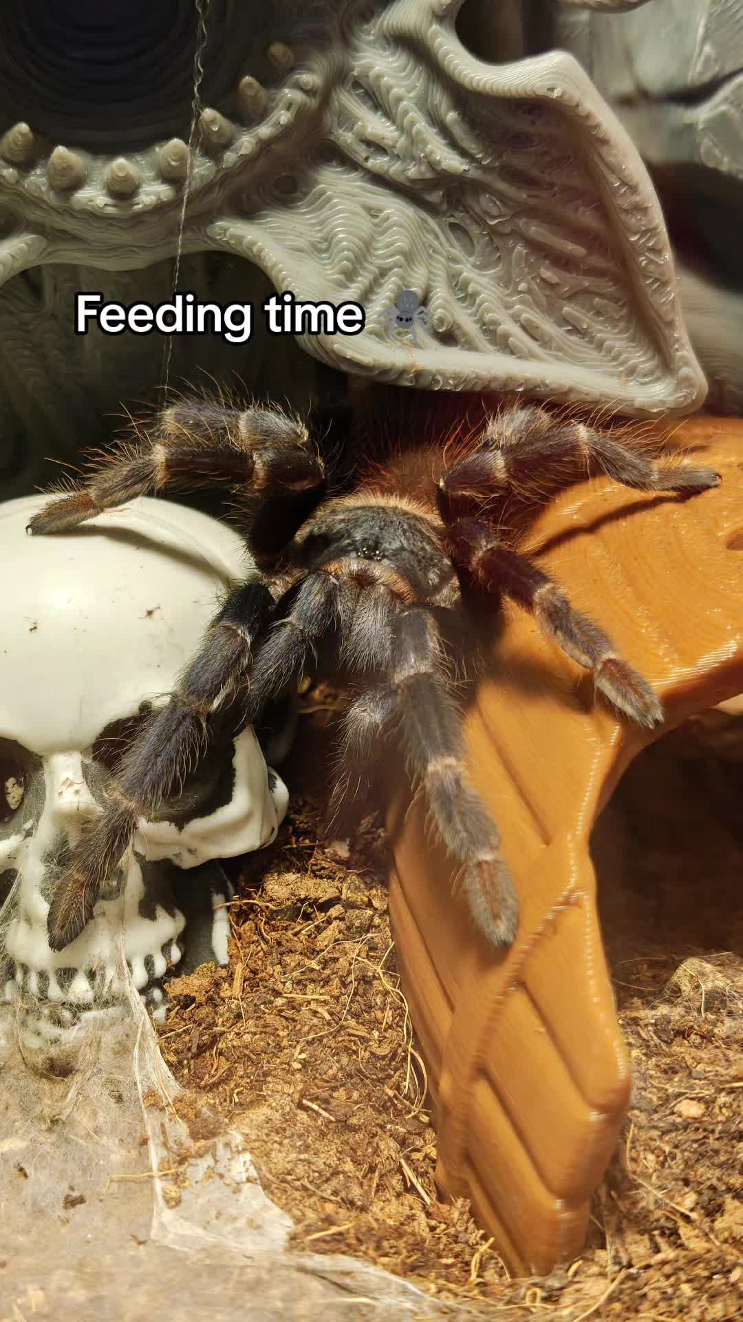 @Magdalena® 🕷️🐍🦂🪴