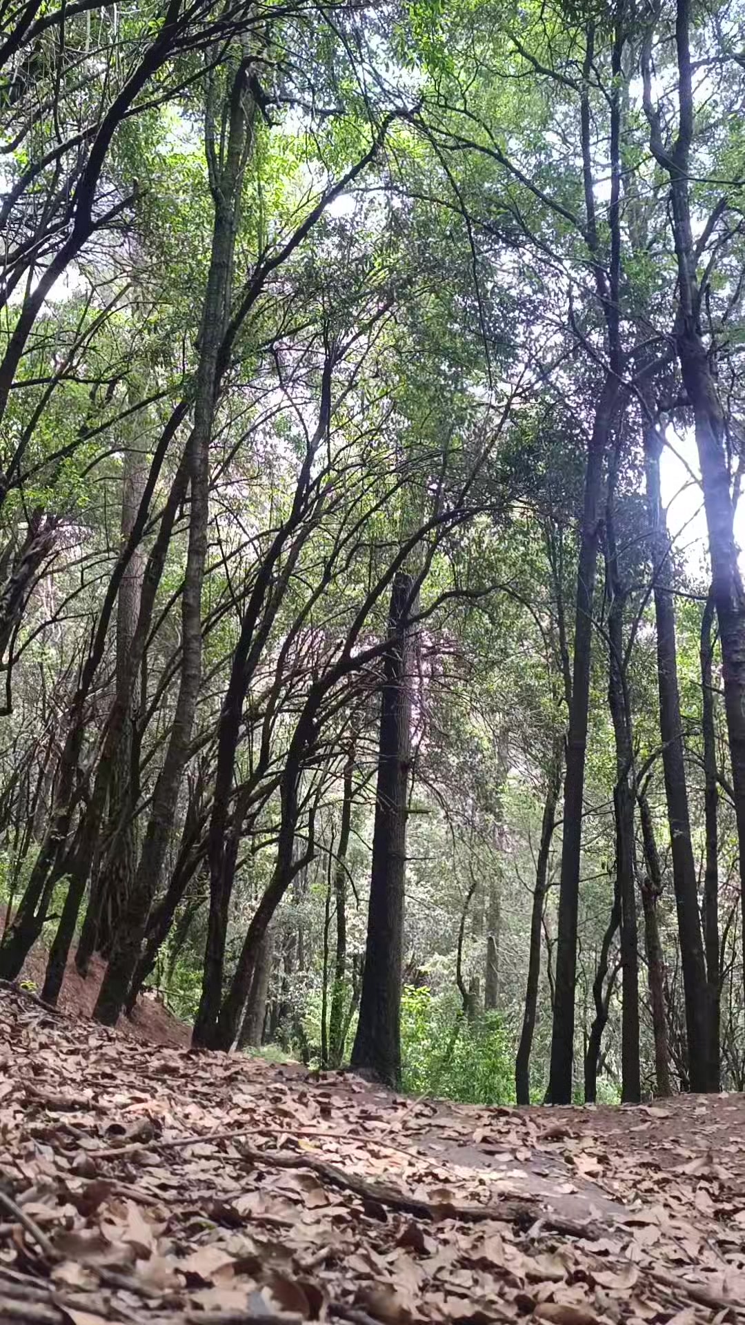 @César Ayala Mountainbiker