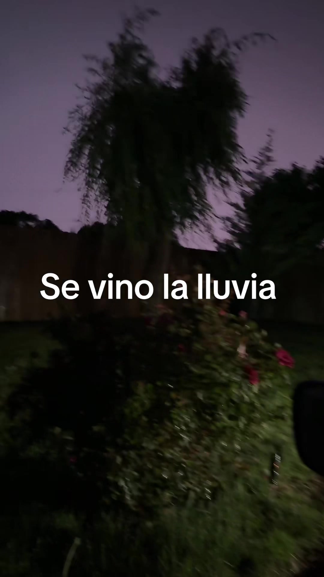 @Lizet