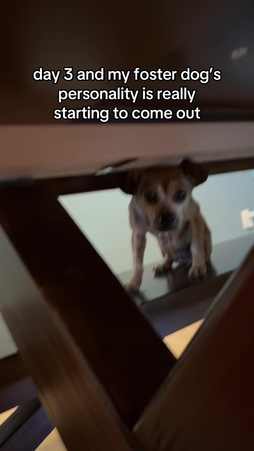 @Lisa fosters senior dogs 🐶