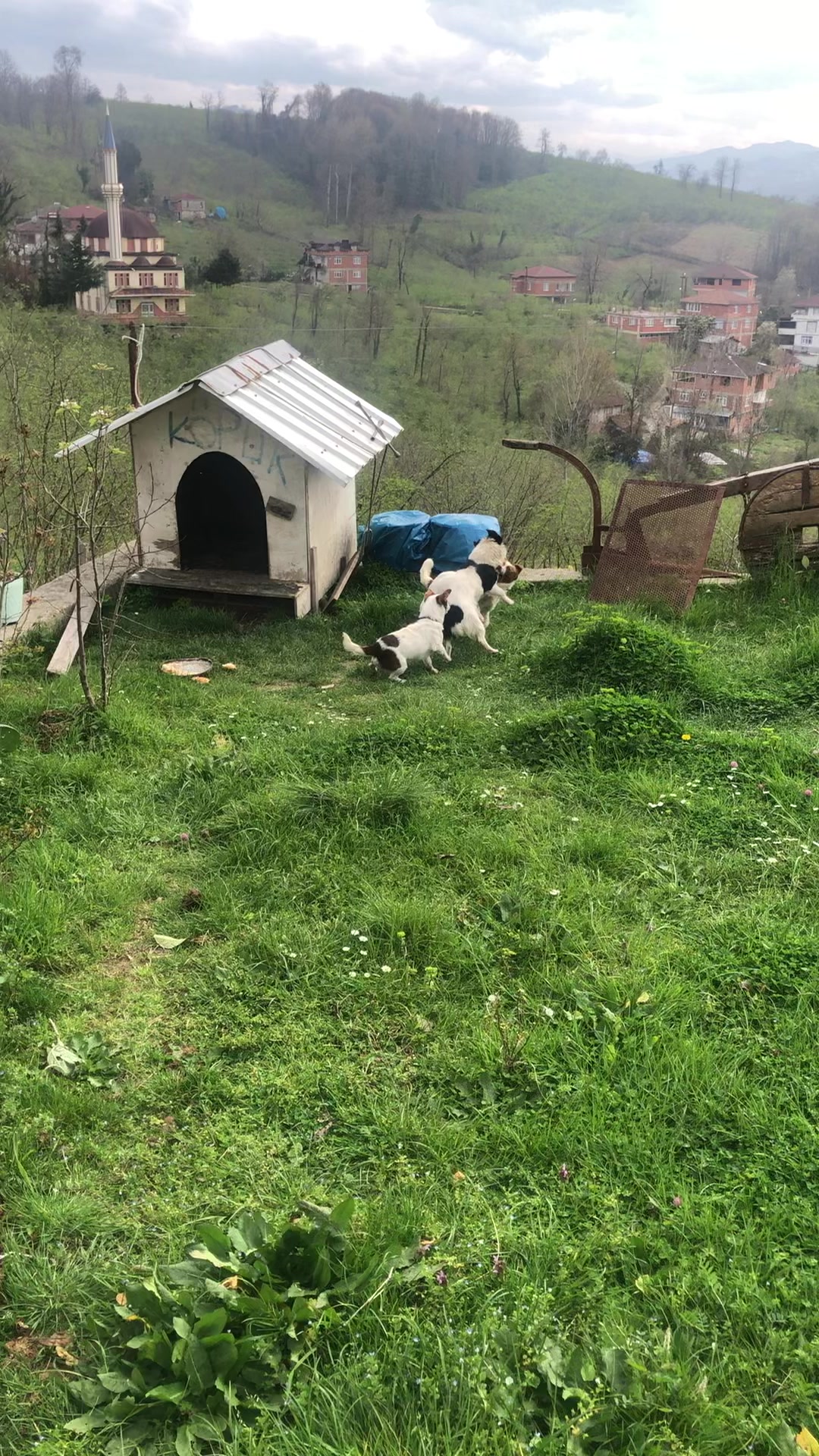 @MEHMET TAŞ