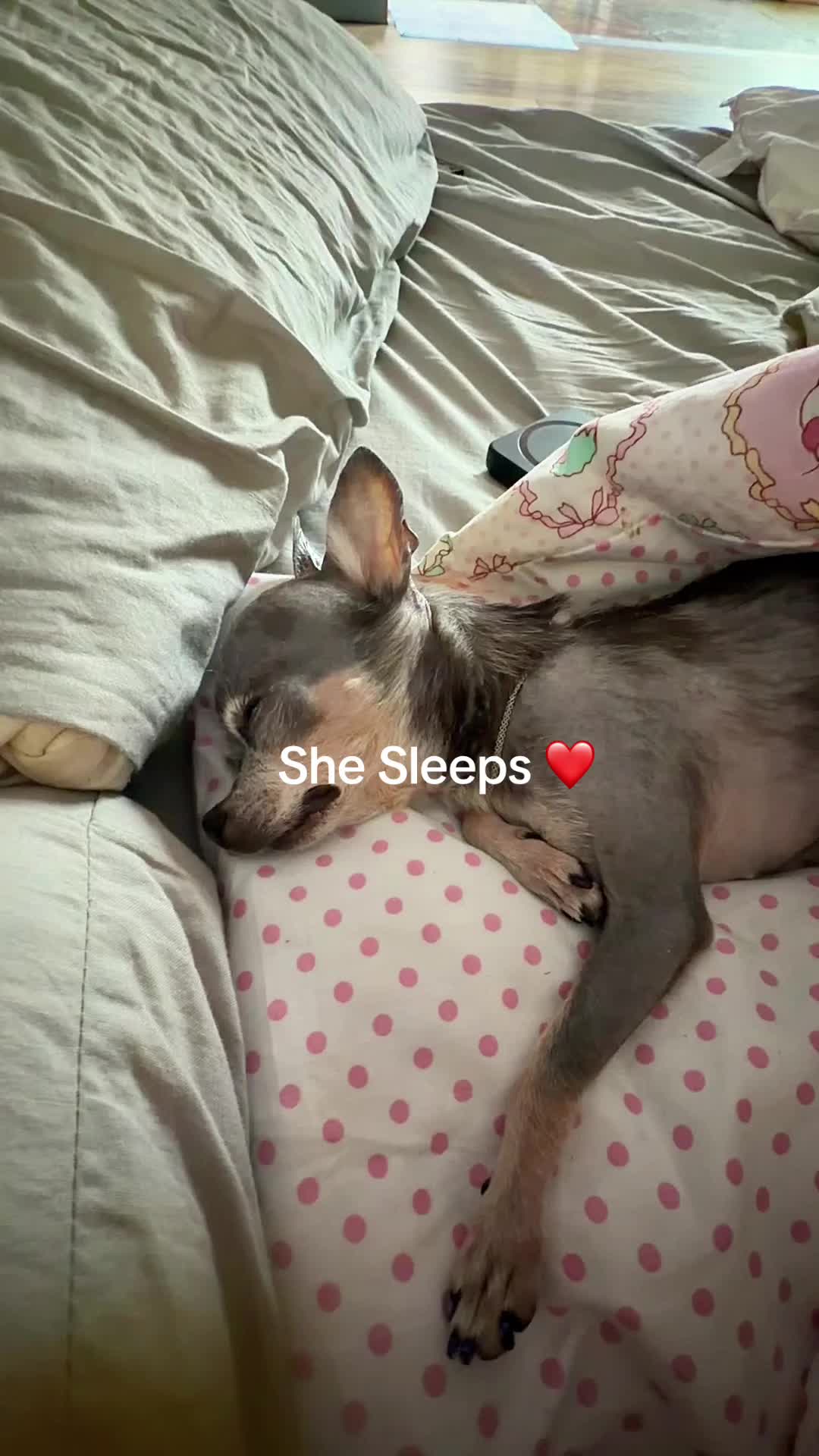 @Tinytiffytheteacupchihuahua