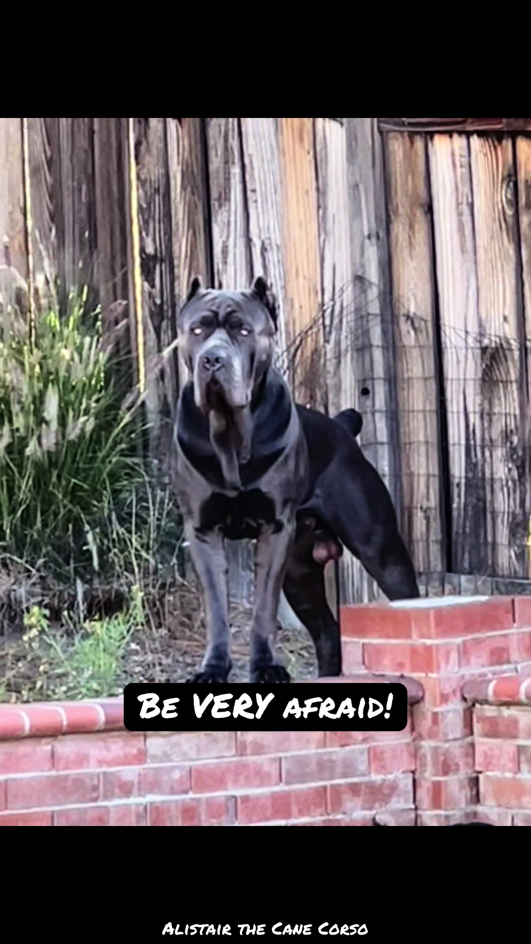 @Alistair the Cane Corso