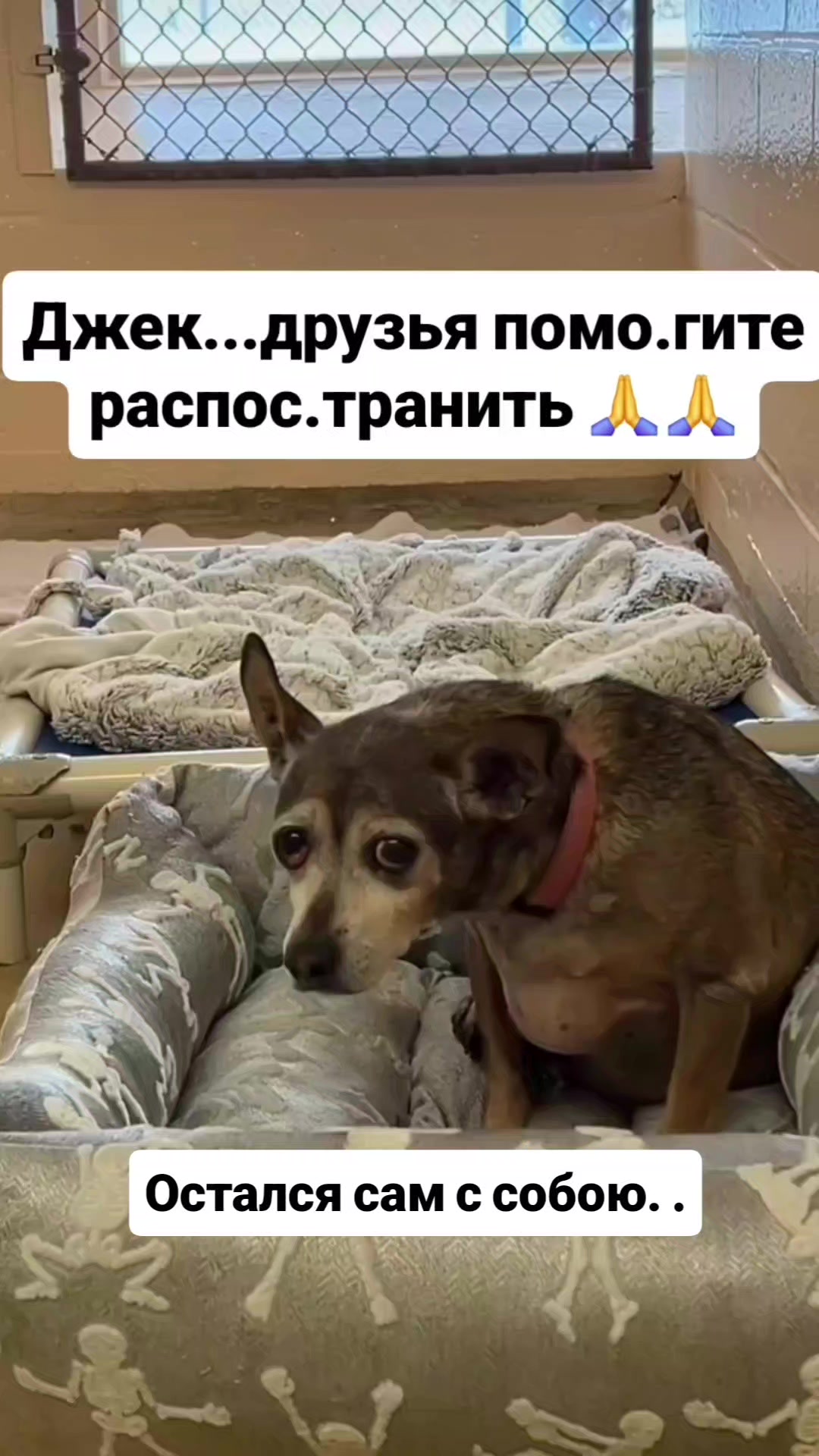 @animal
