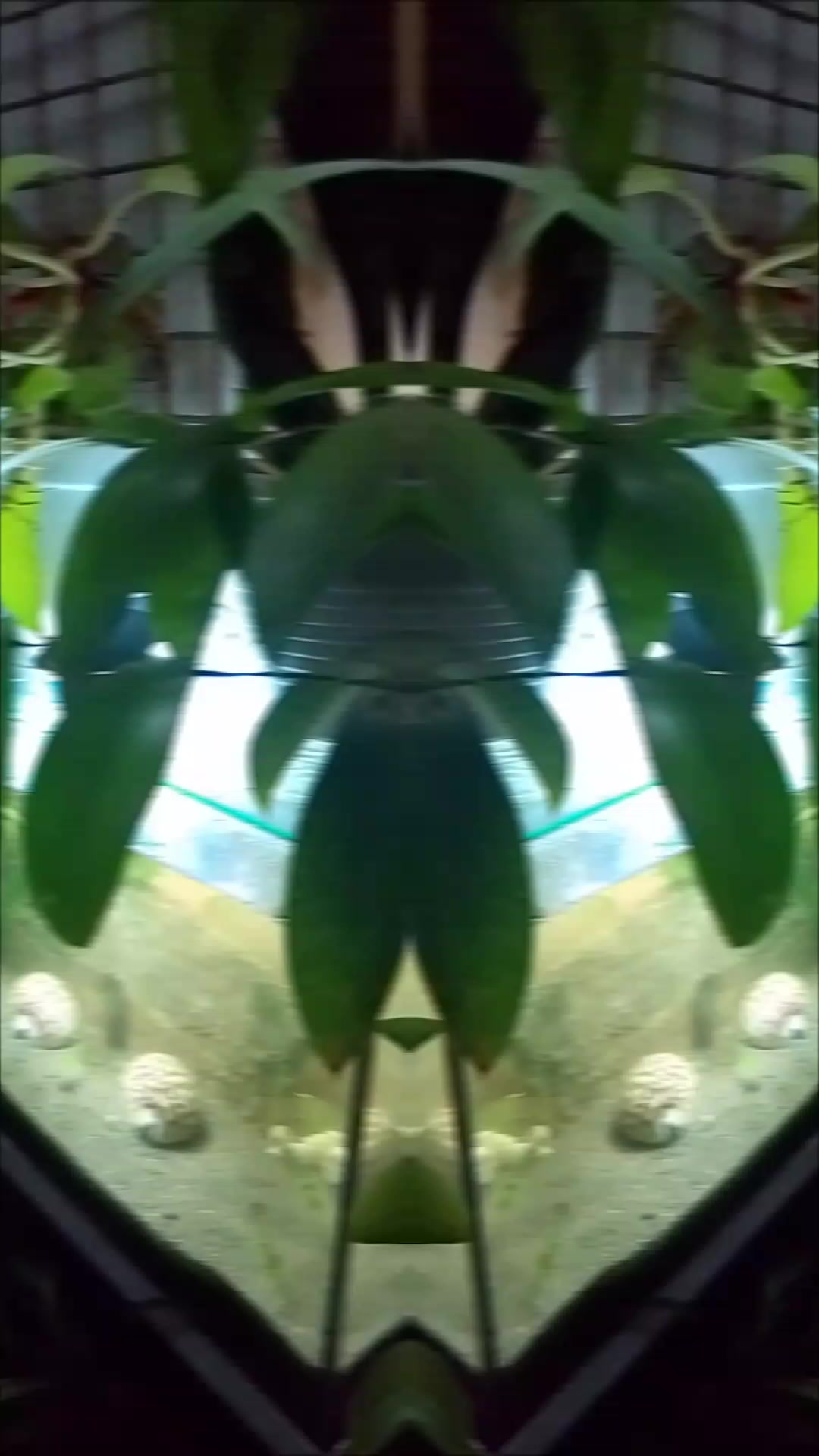 @gracetugado