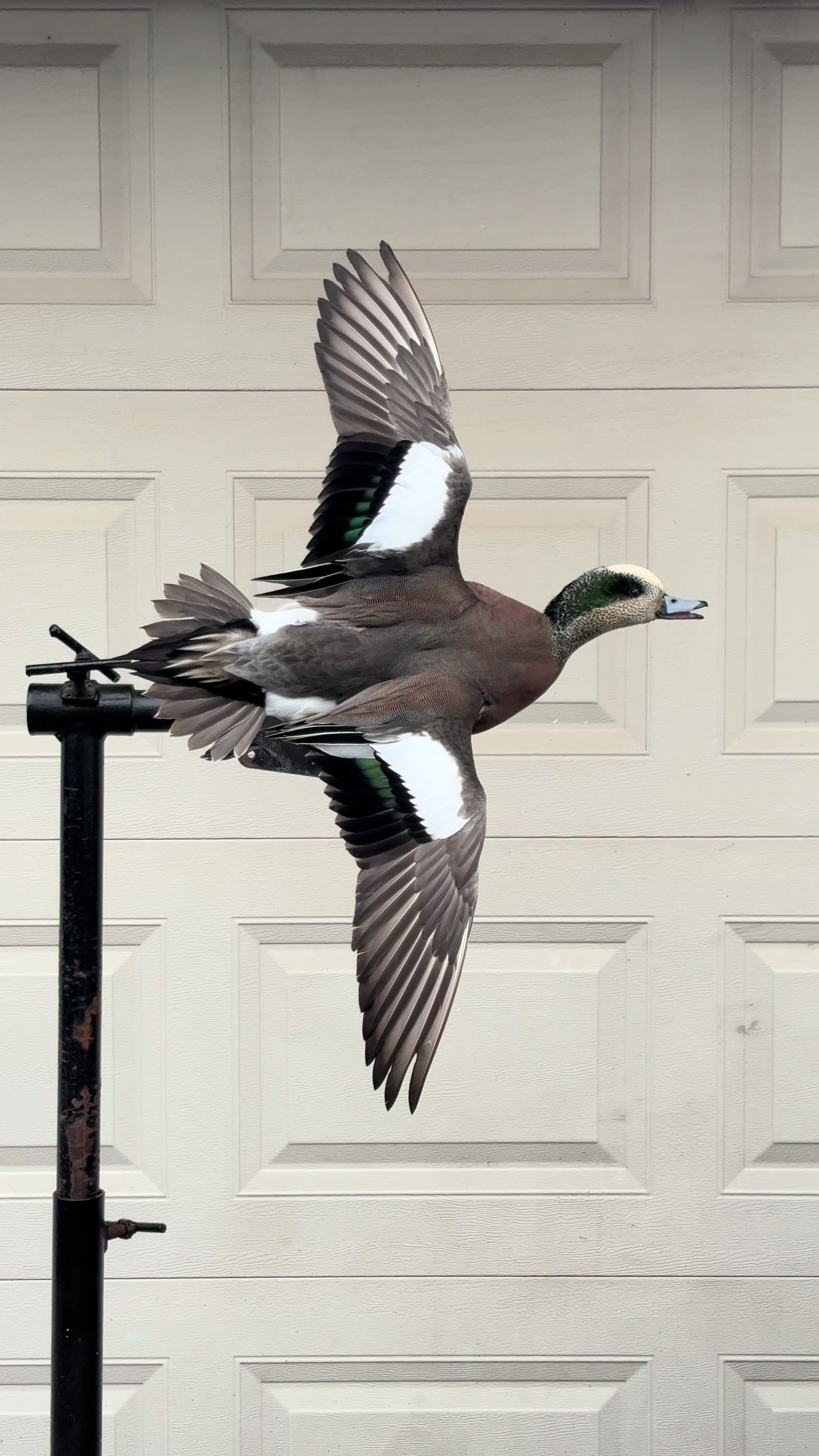 @Luke’s Wildlife Taxidermy