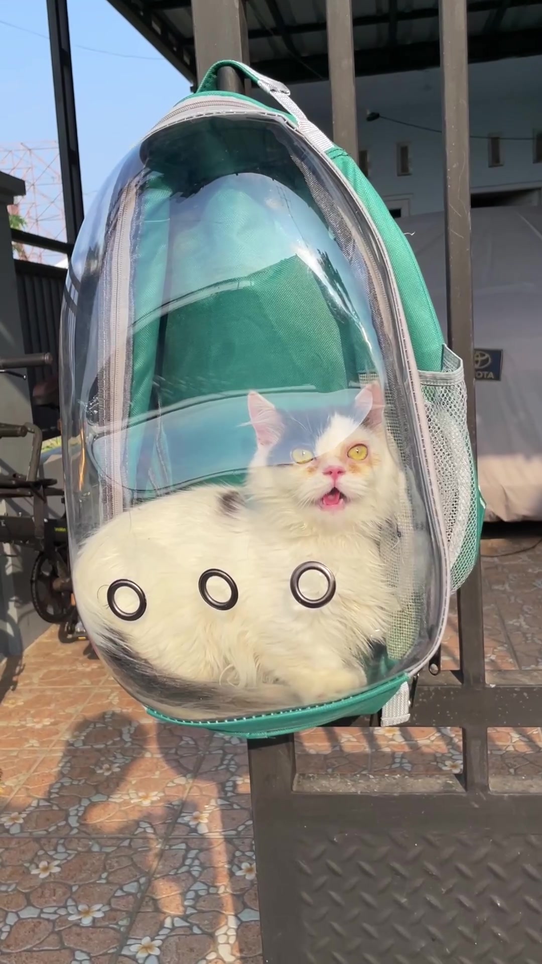 @Republic Of Cat