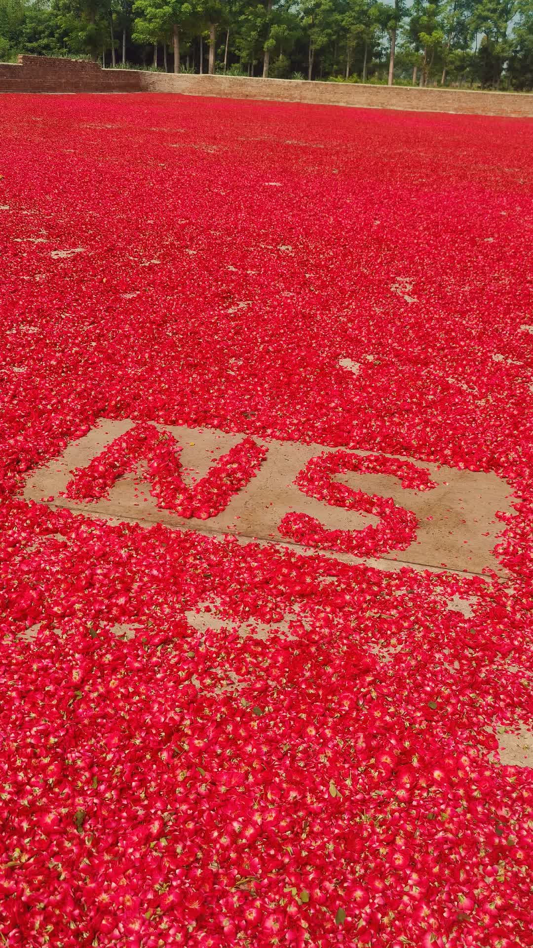 @🌷𝐒𝐇𝐀𝐍 𝐅𝐋𝐎𝐖𝐄𝐑𝐒🌷