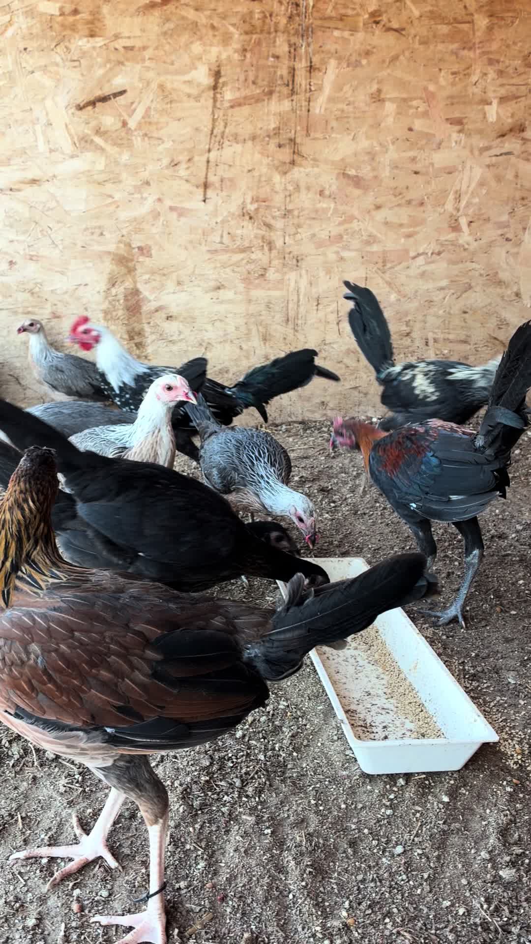 @A.MENDOZA.FARM.USA 74HWY