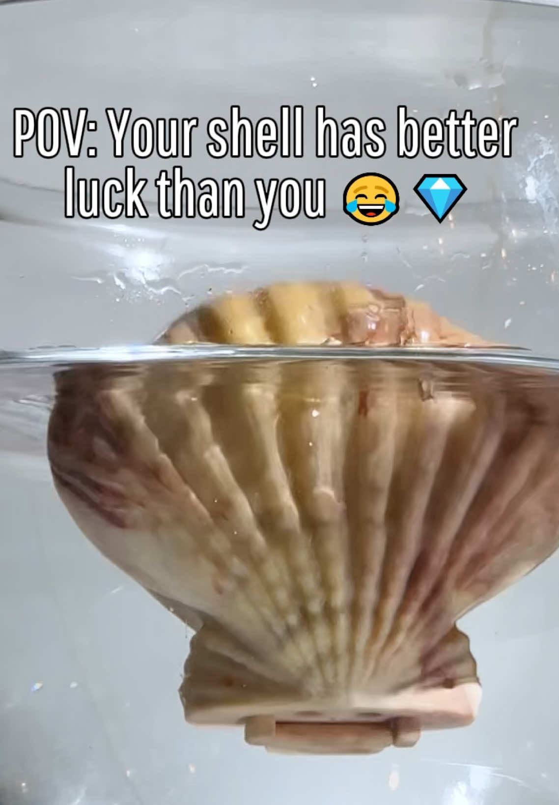 @FizzandRizz