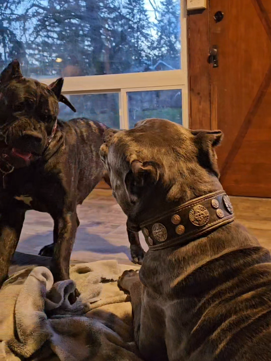 @SalmonCreekCaneCorso