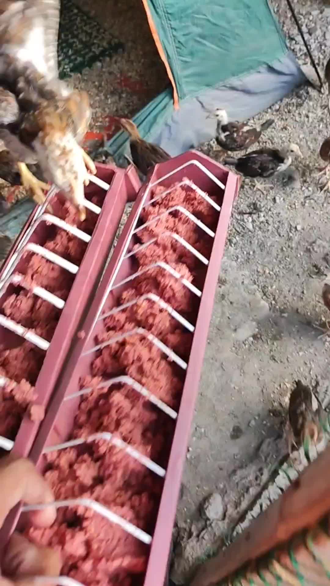 @RDDgamefowlbreeder