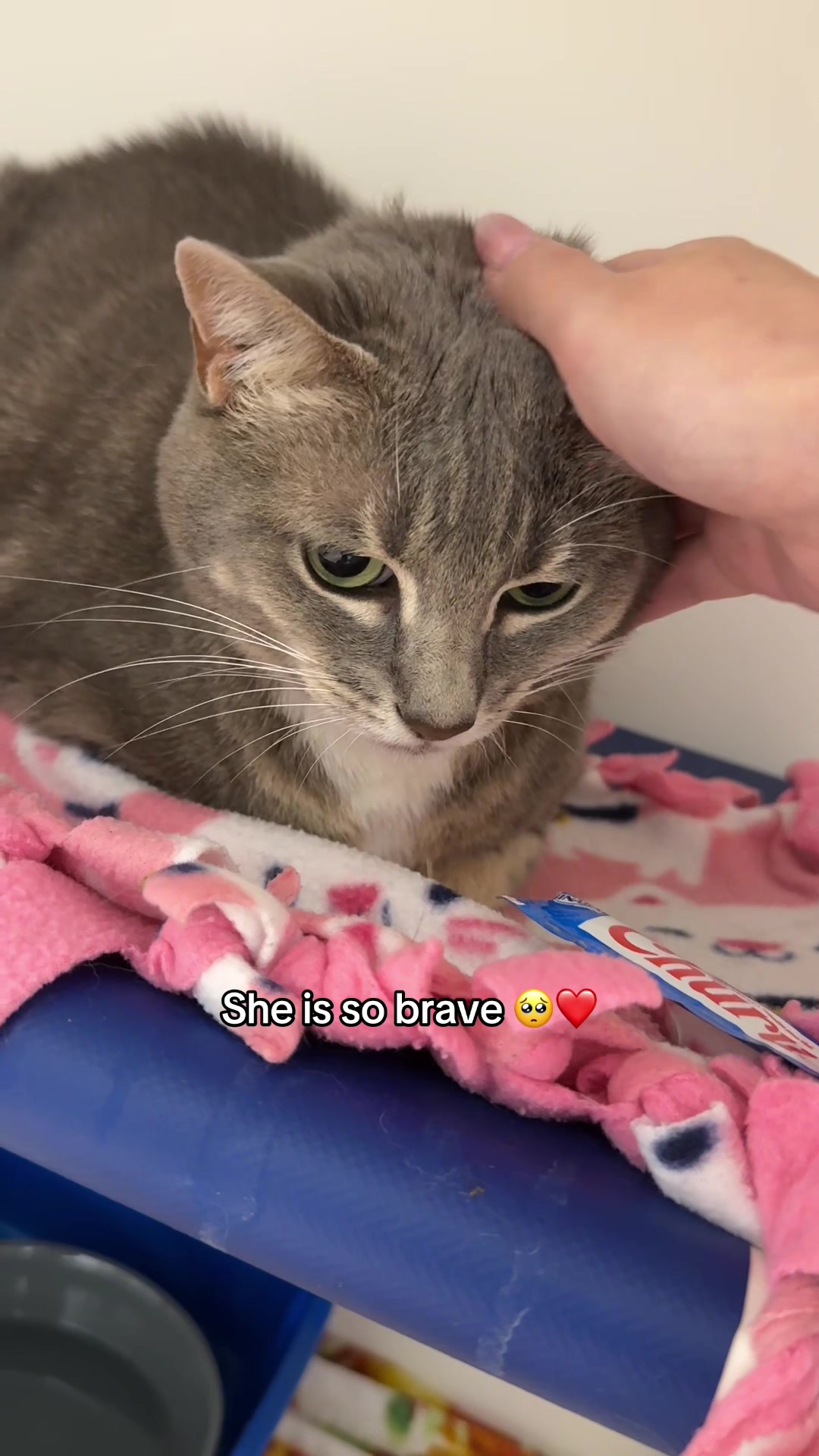 @Deanna | ATL Animal Rescue 🖤