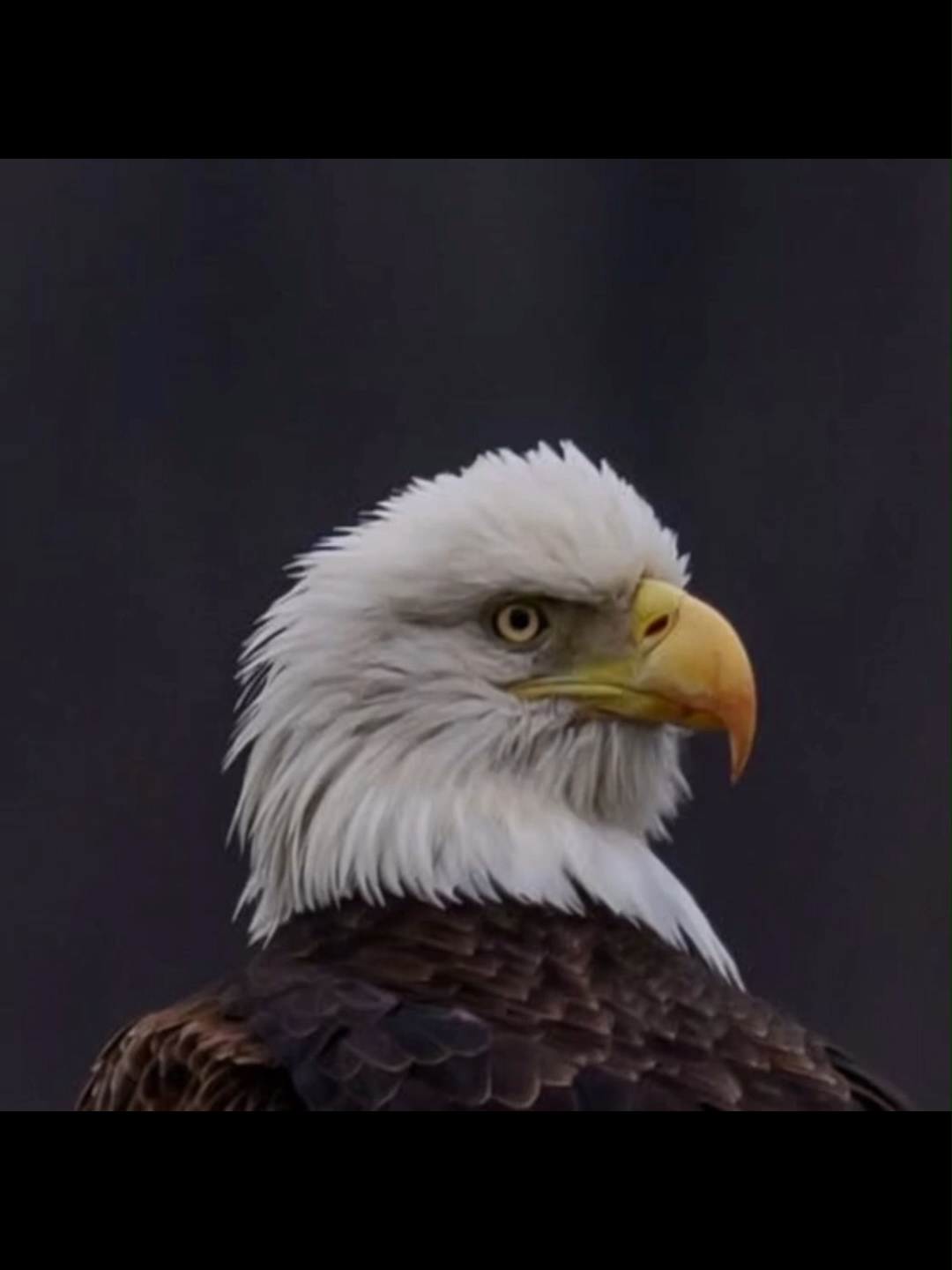 @Eagle Lover 143