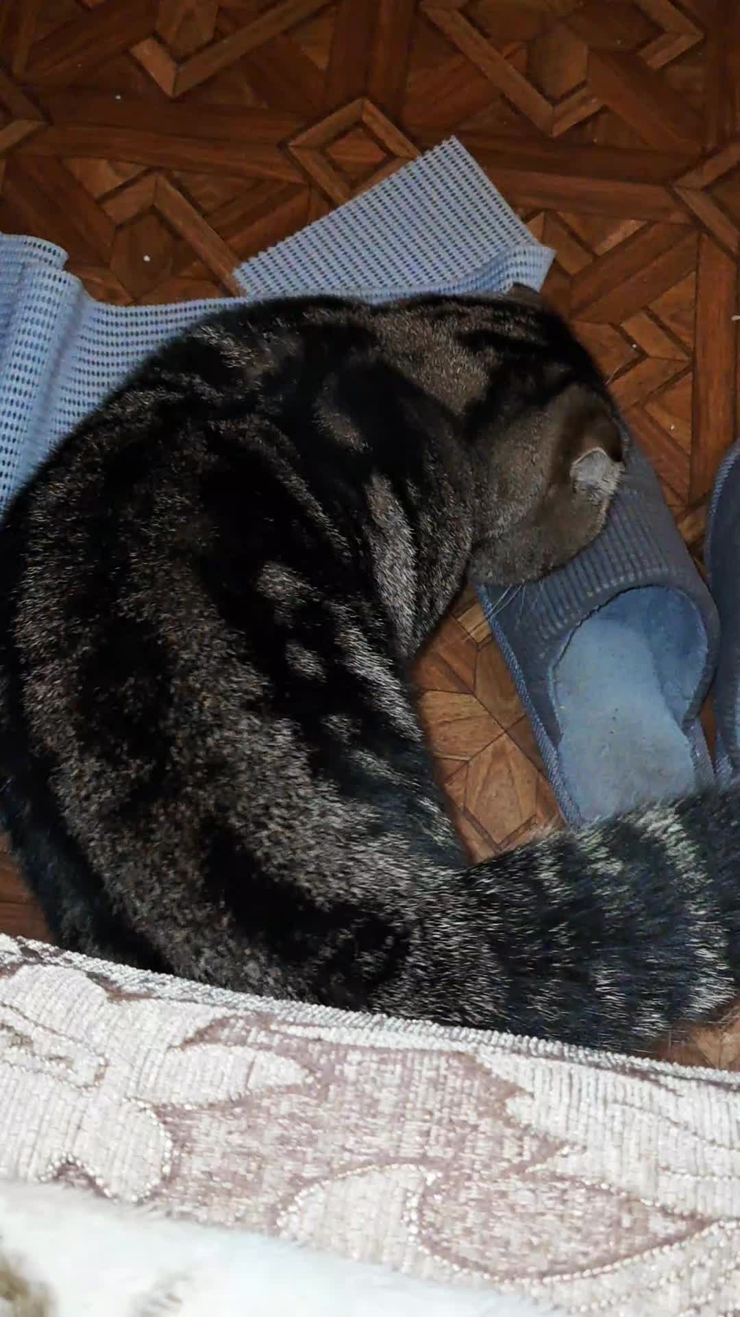 @Коти з Харківщини