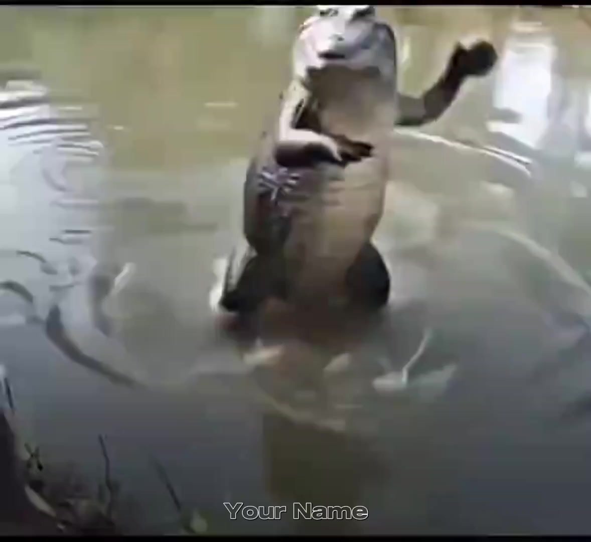 @zindeptrai💫⚡🐲🐉🐊