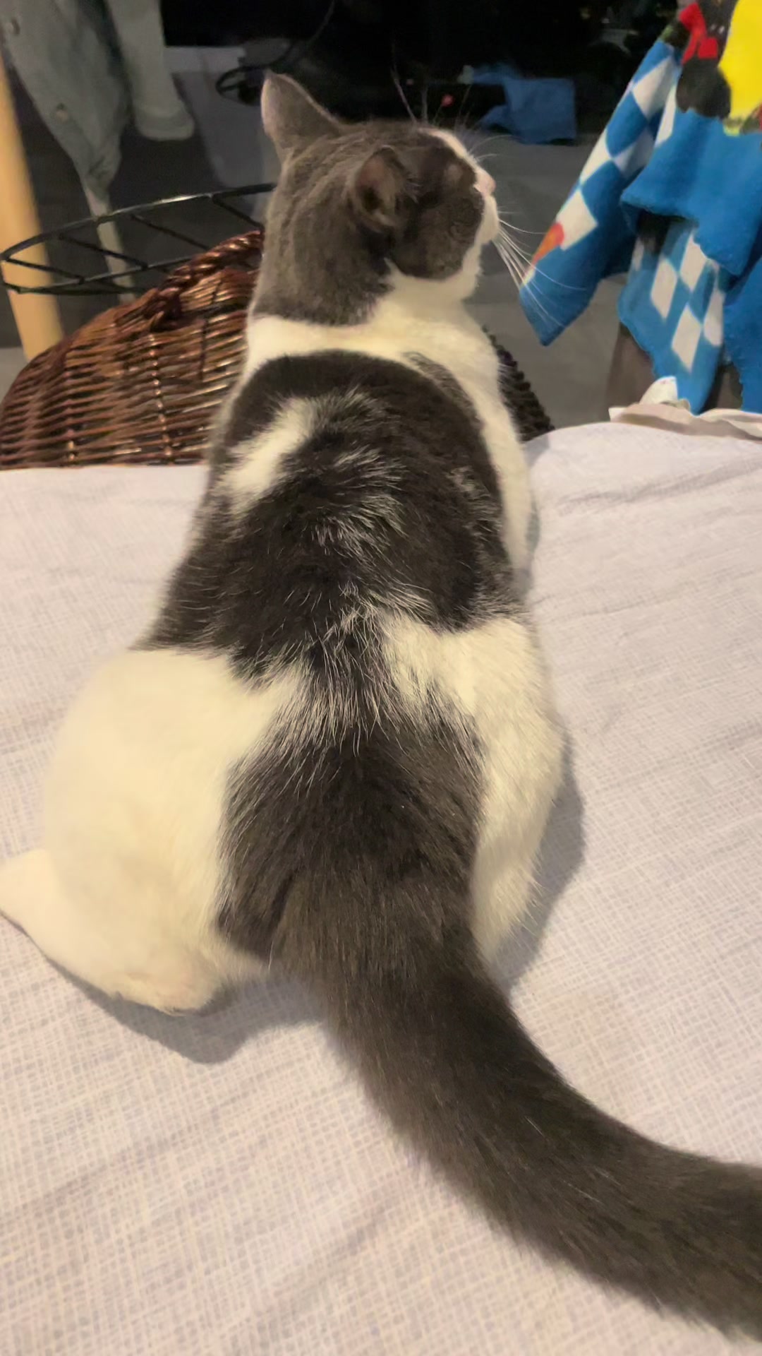 @ronnie_the_cat_be 💎