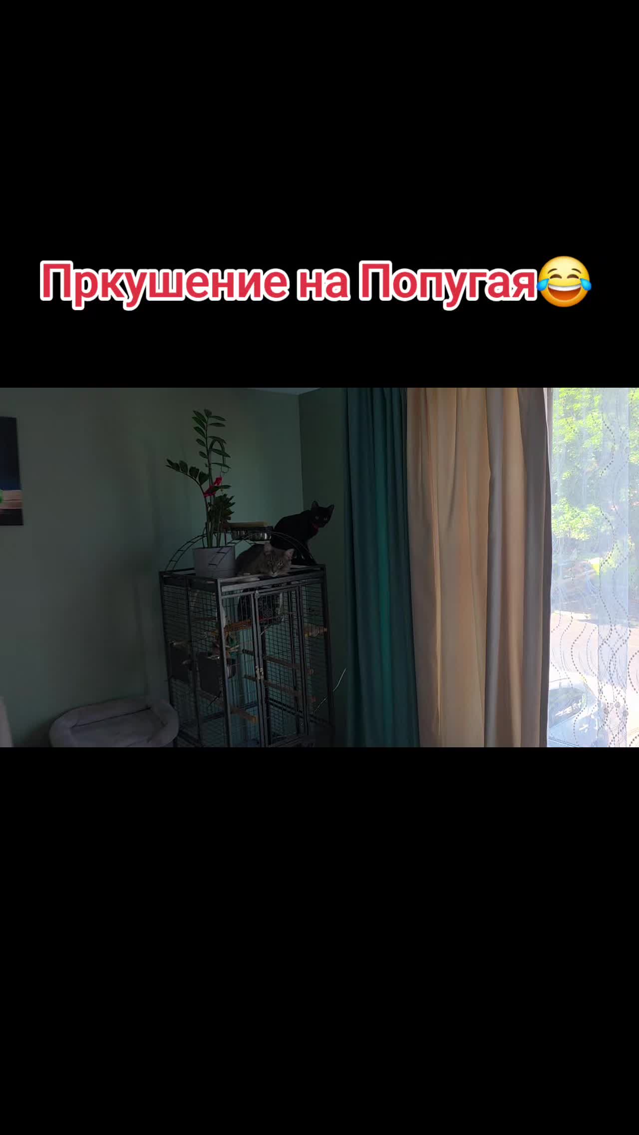 @АмерикаНик