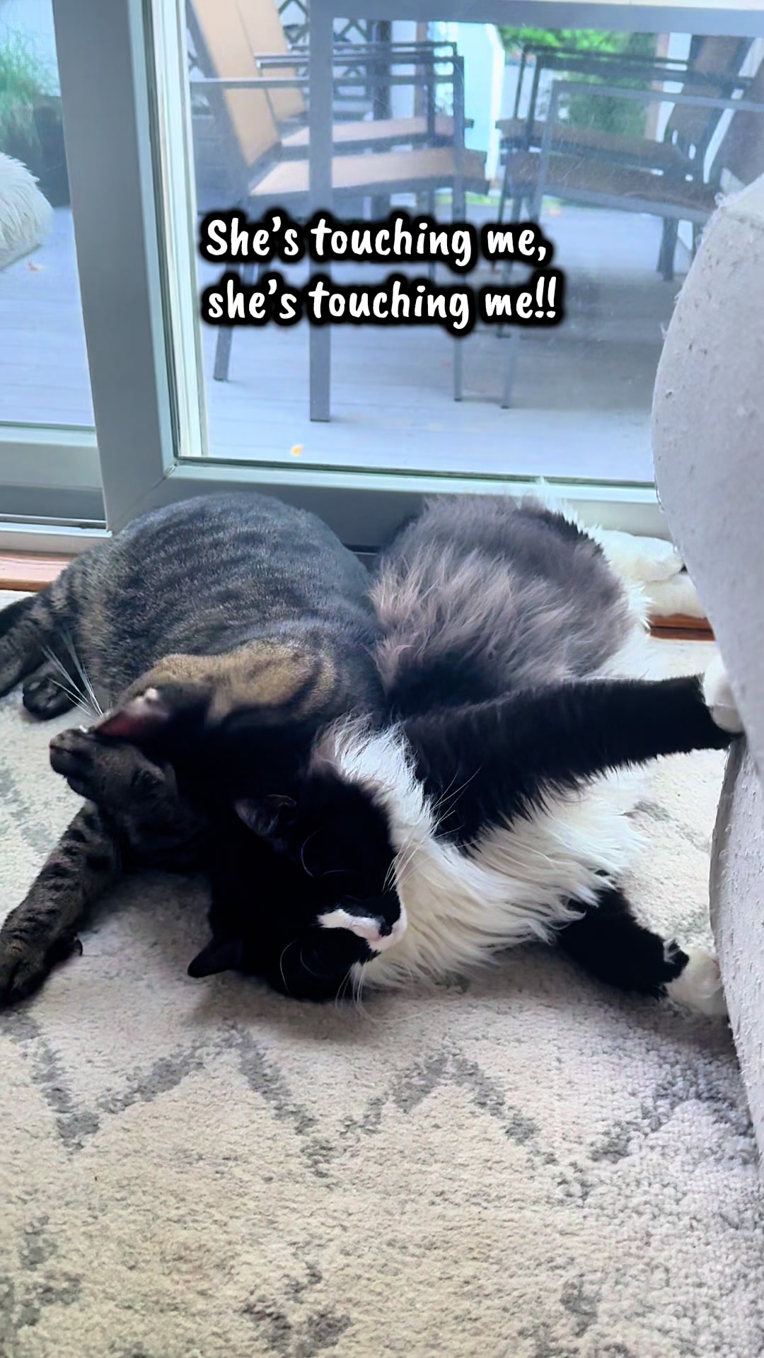 @TailsandWhiskersCo