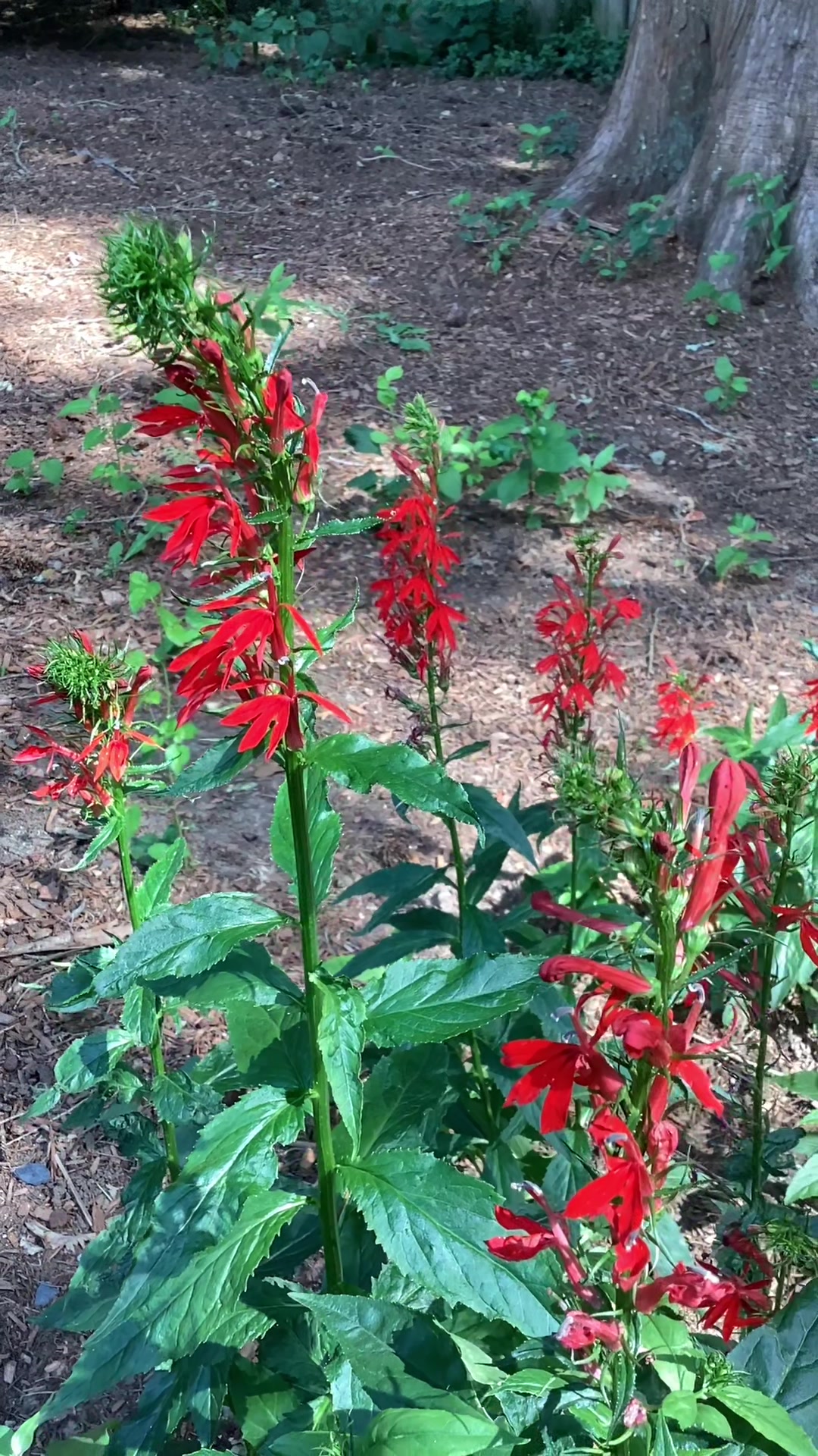 @bsu greenhouse