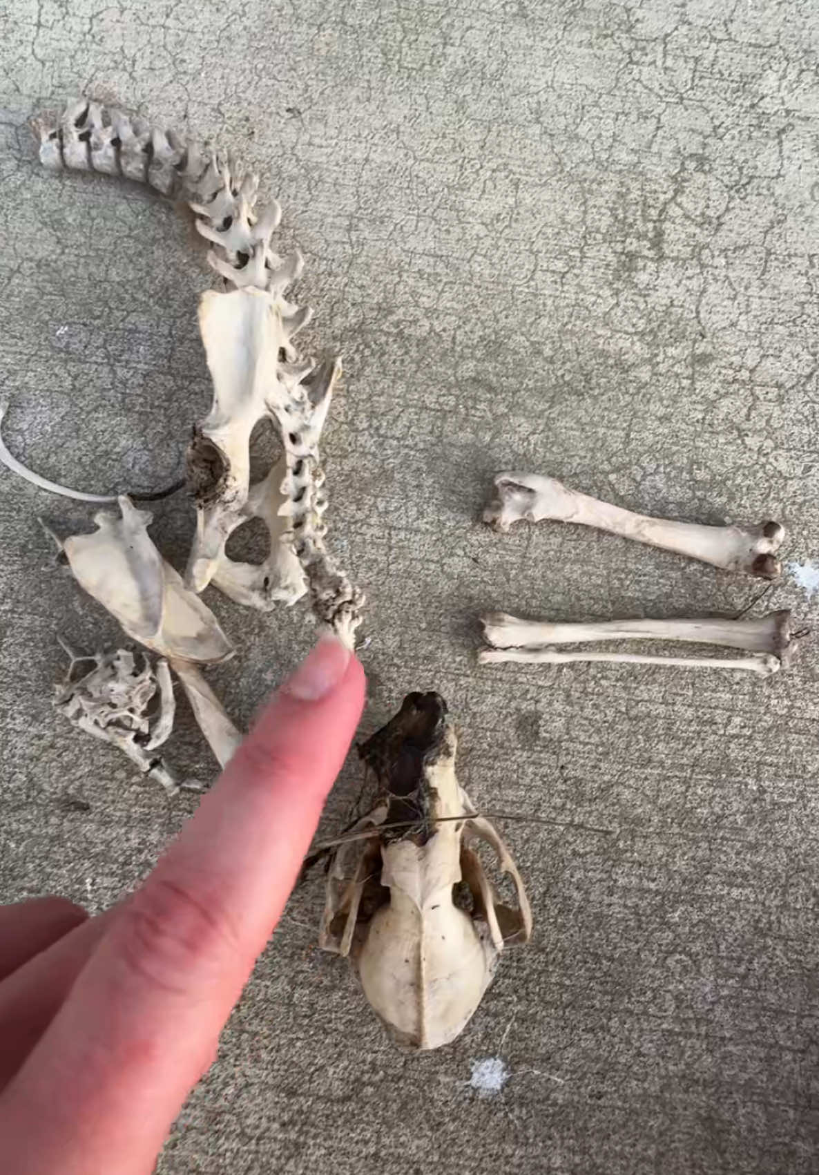 @angelwithsilverfangs