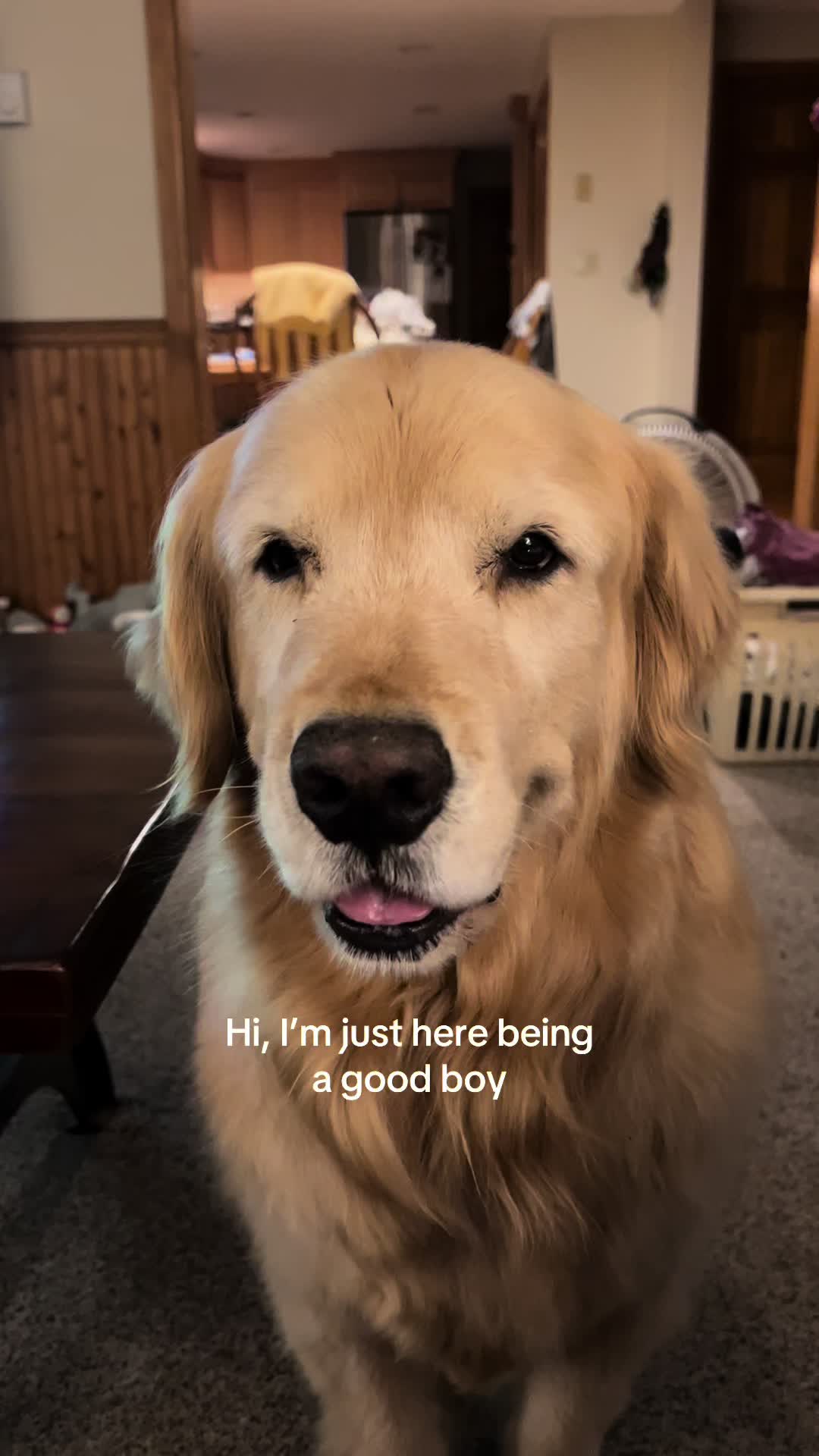@Kody the Golden