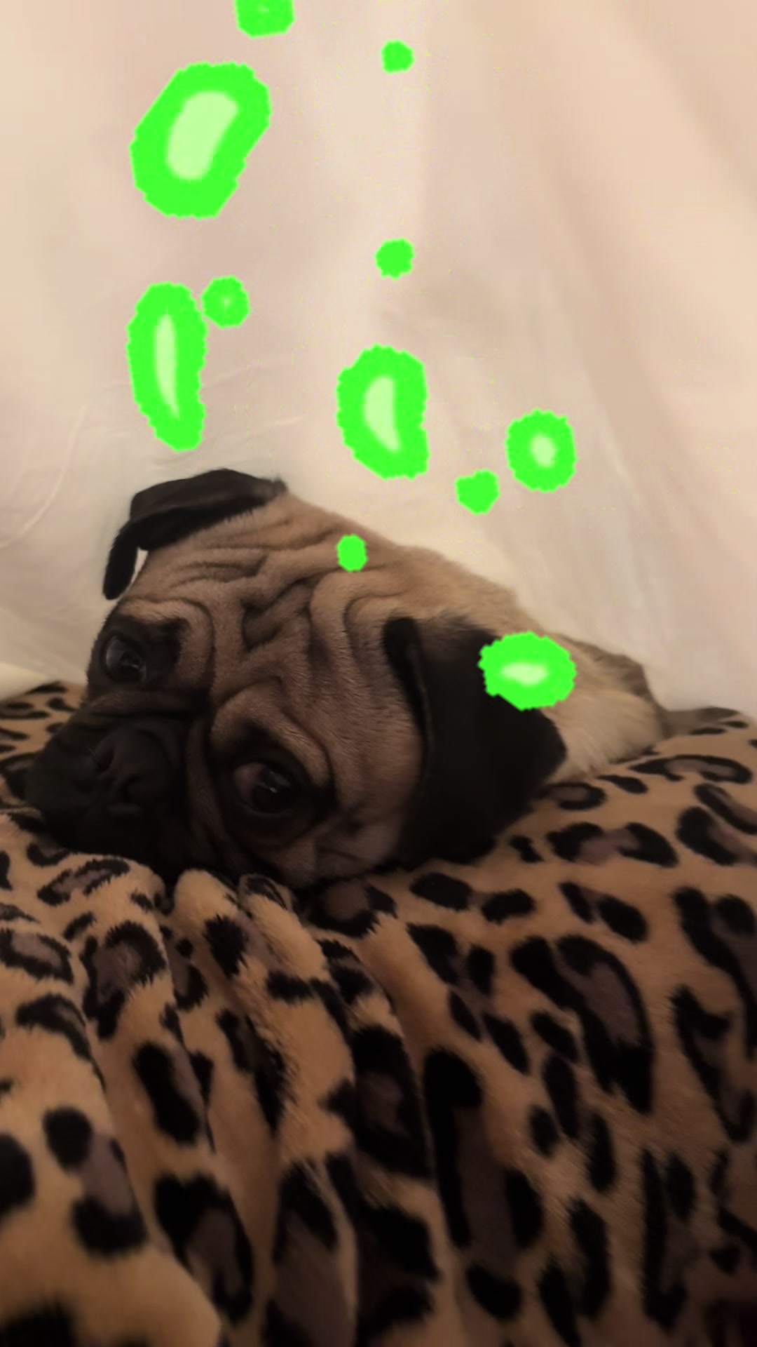 @Pogi y maganda pugs