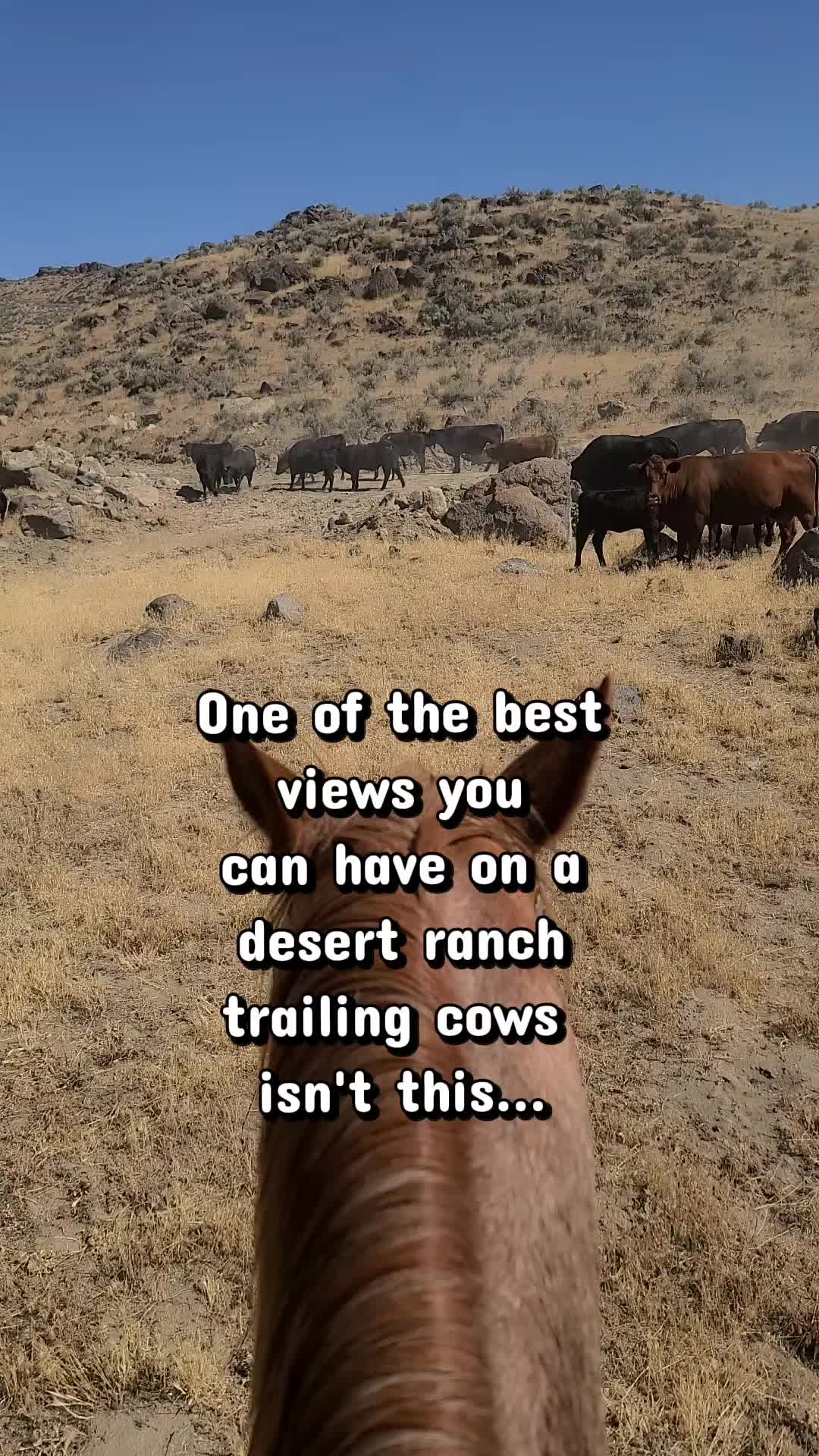 @ARanchersWife