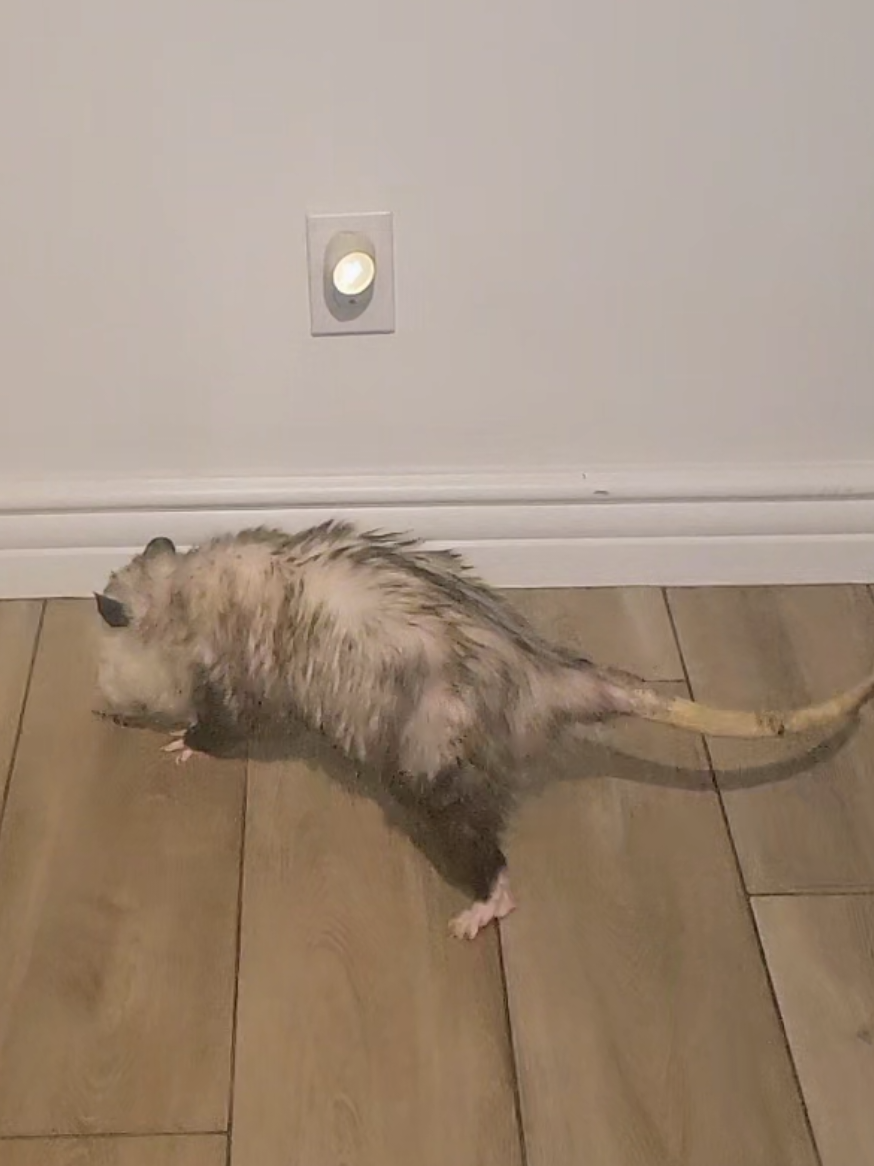 @OPOSSUM/DOG MOMMA Dea