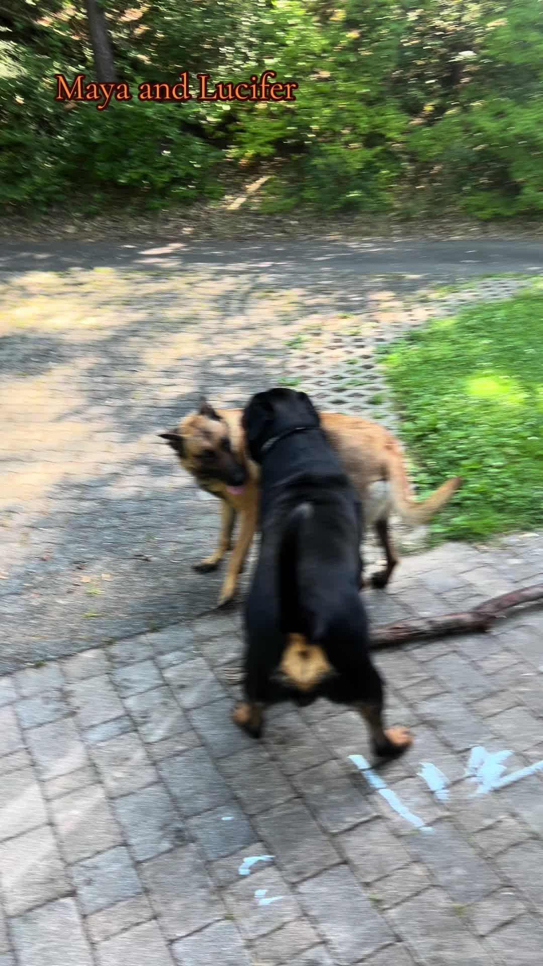 @Lucifer_Rottweiler