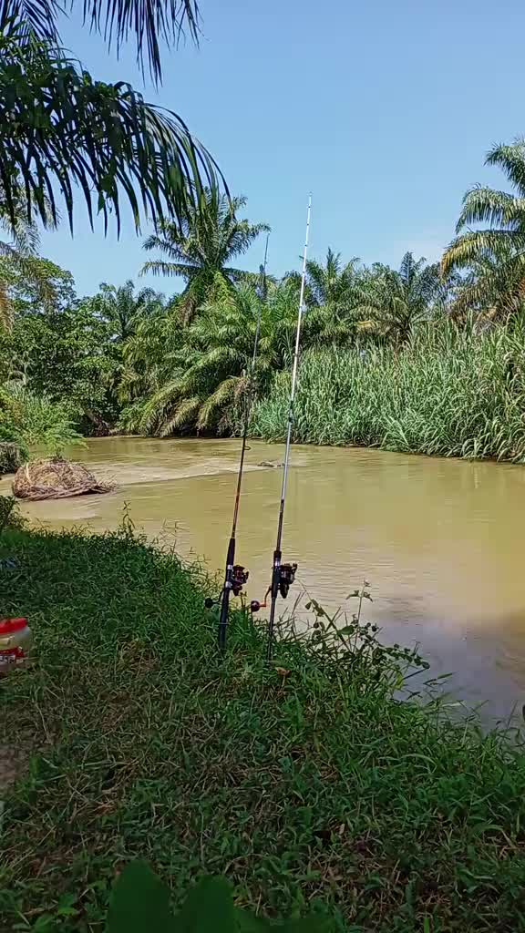 @Toman_Rimba_ll