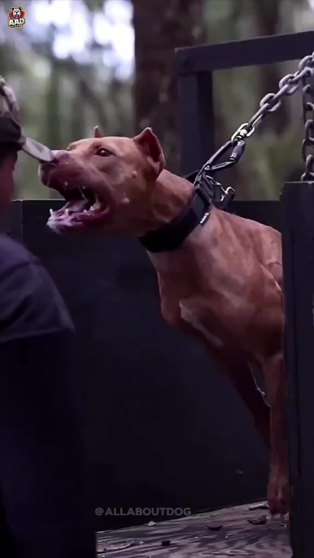 @Dog Breed World