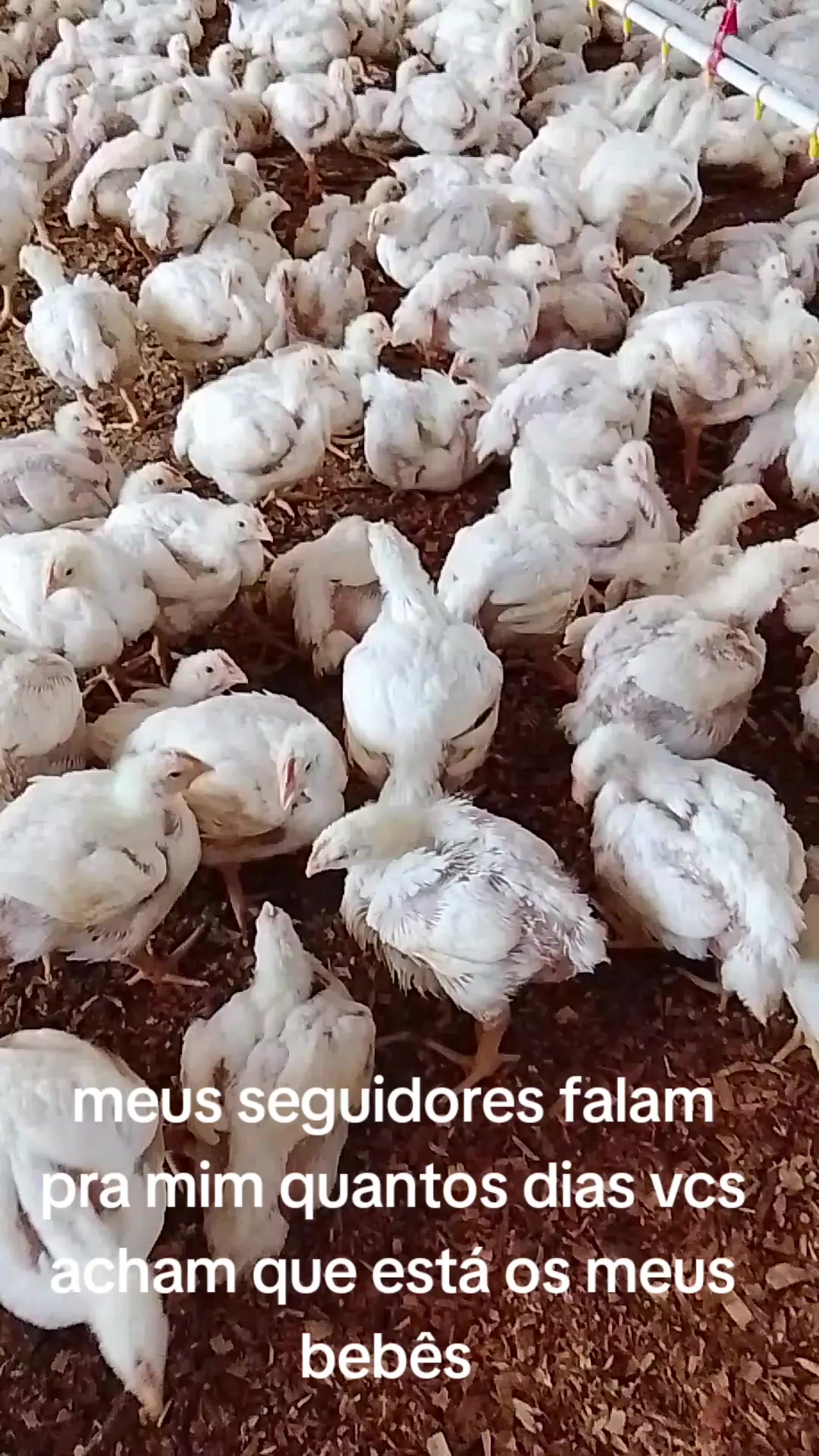 @Priscila de F&aacute;tima