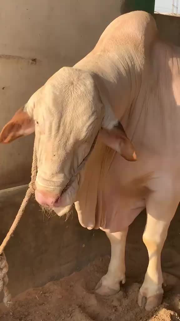 @cow lover@