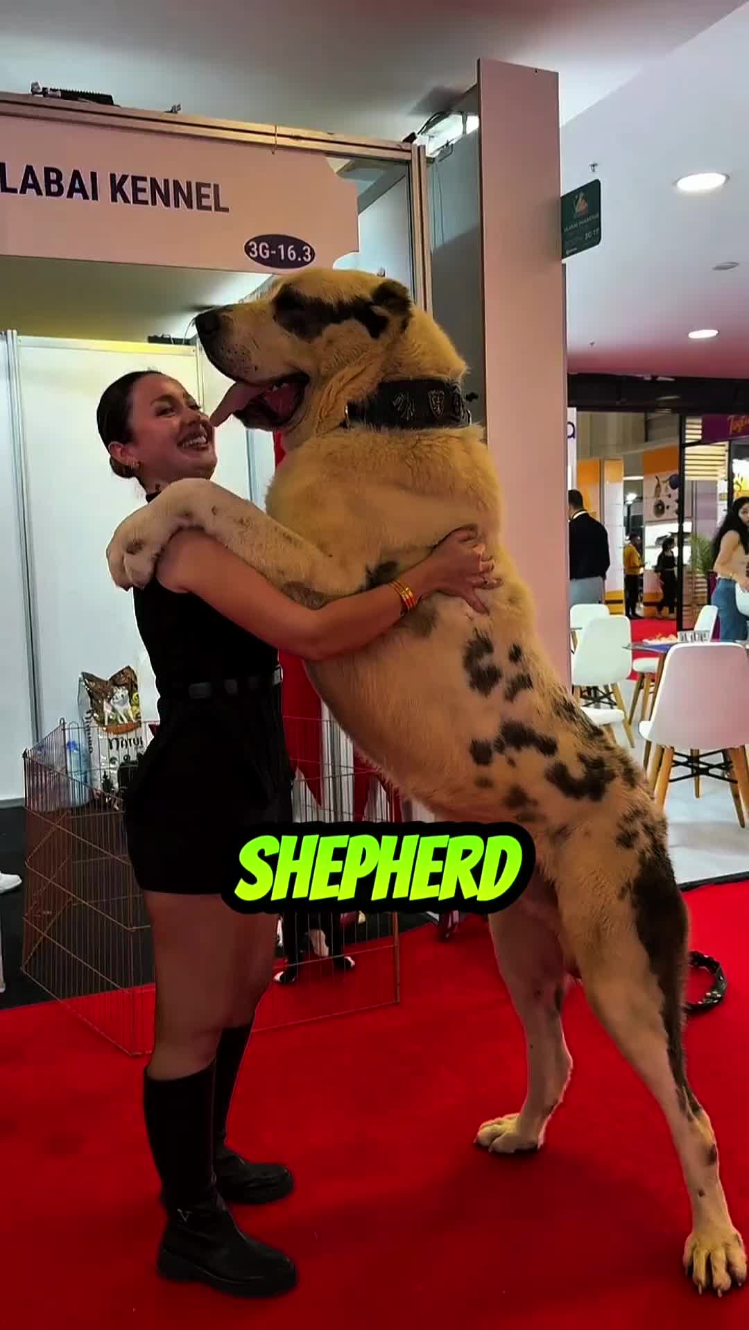 @animolfacts