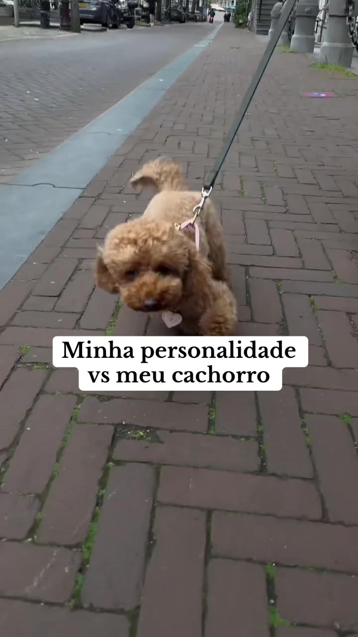 @dogsagaz