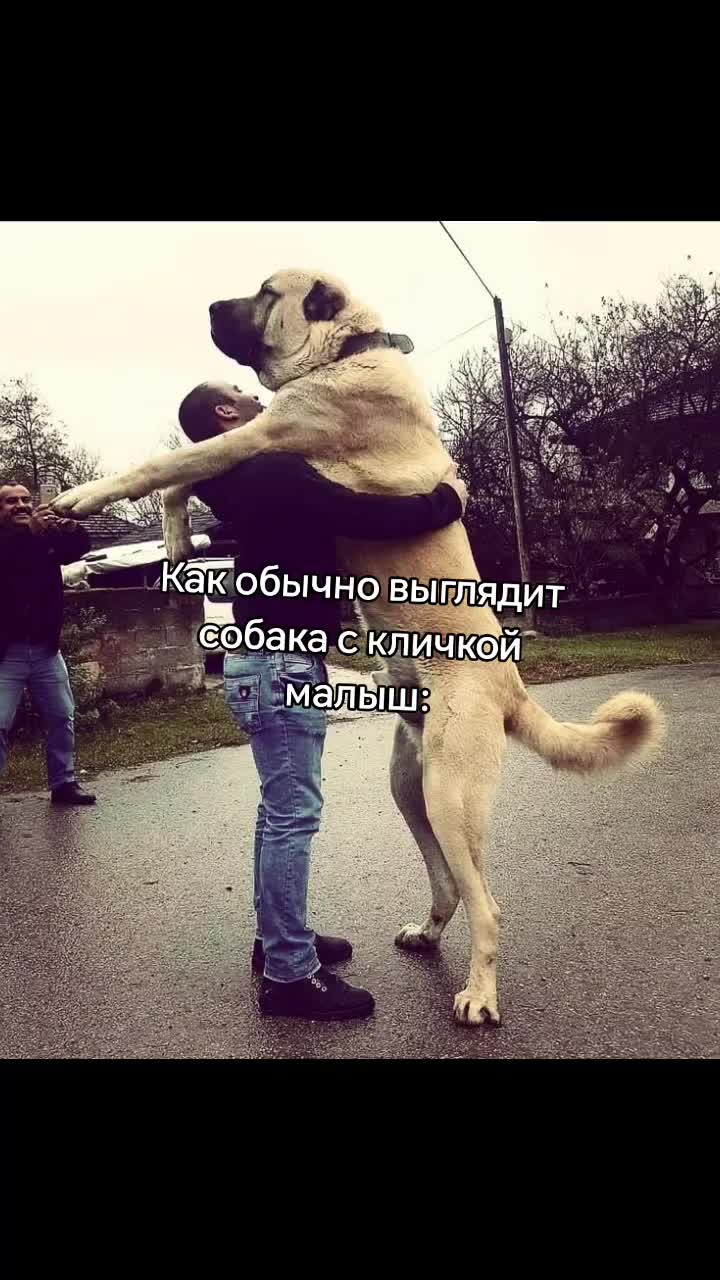 @Dianiks🐈&zwj;⬛