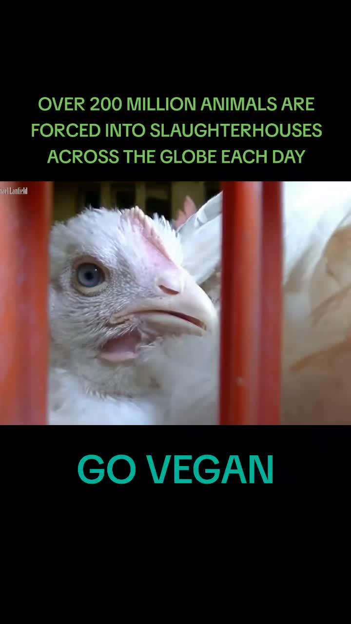 @advocate4animals