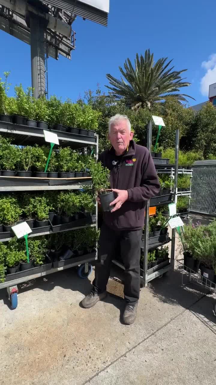 @Hello Hello Plants Nursery