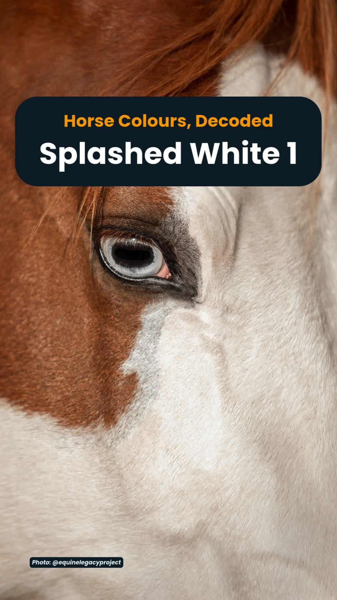 @Horse Reality
