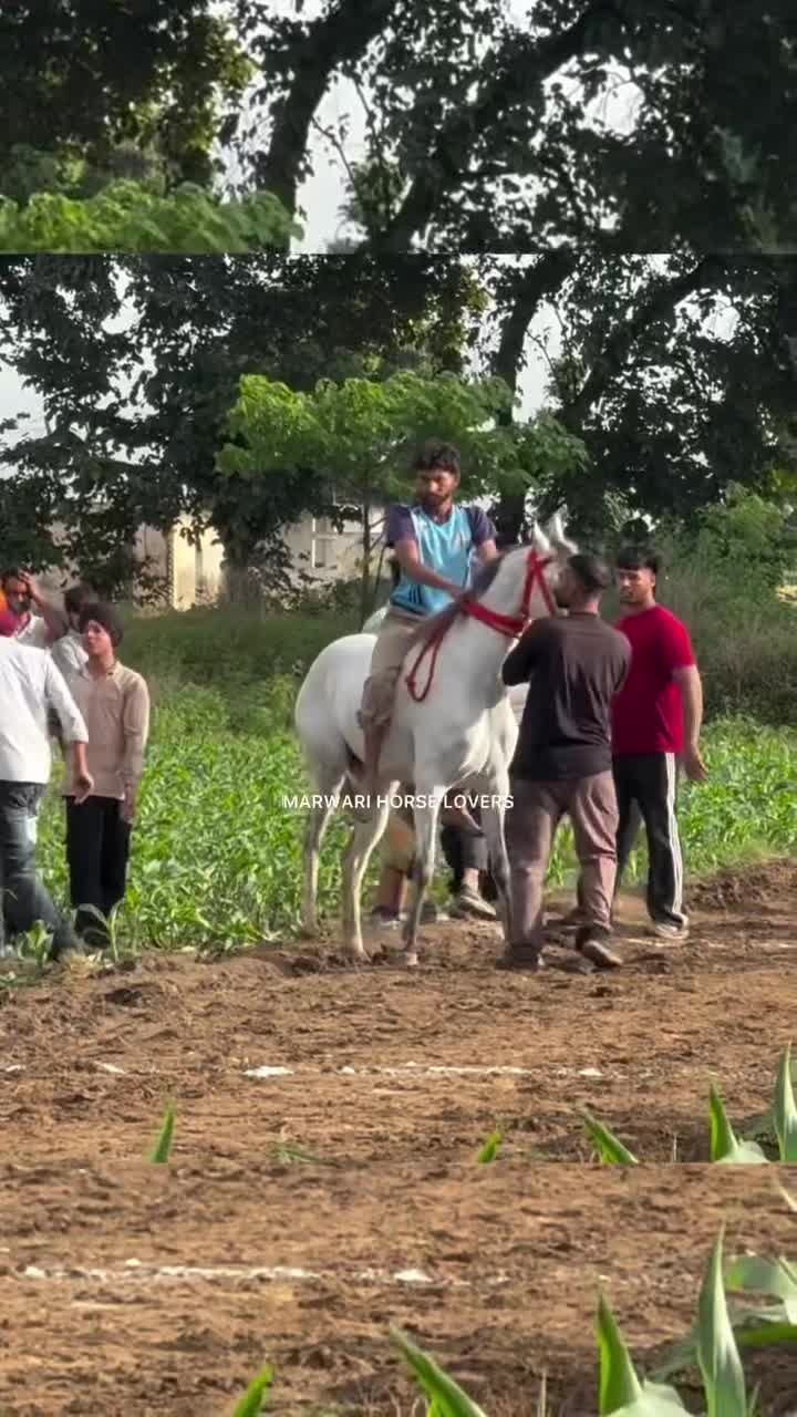 @🏇 MARWARI HORSE RACING 🏇
