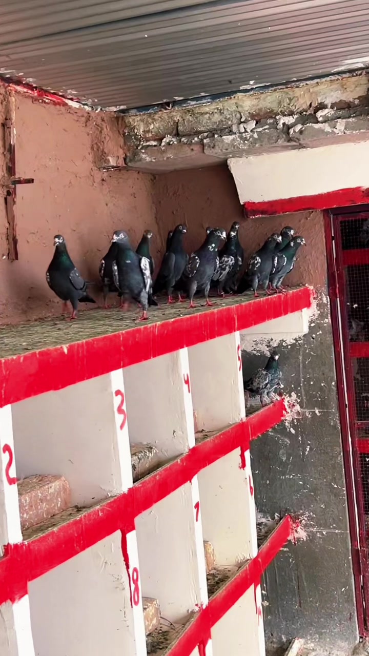 @ساجد خان راولپنڈی 7.13