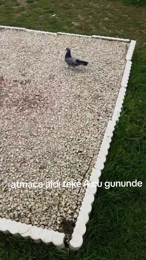 @Capan Oglu Yerk&ouml;y