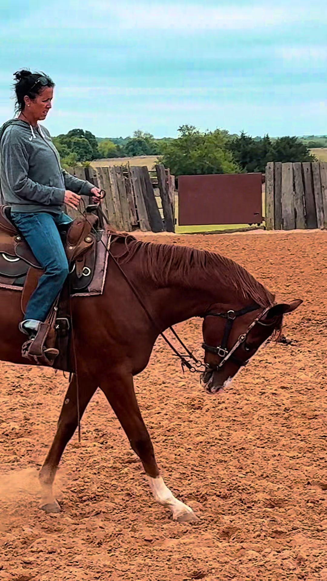 @Farley McLendon Show Horses